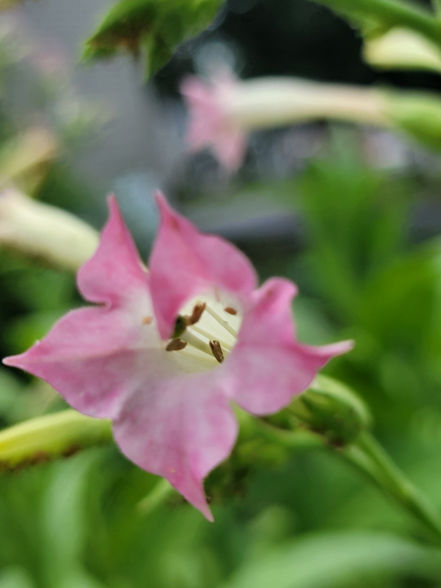 Walkers Tobacco. Nicotiana tabacum Seeds.
