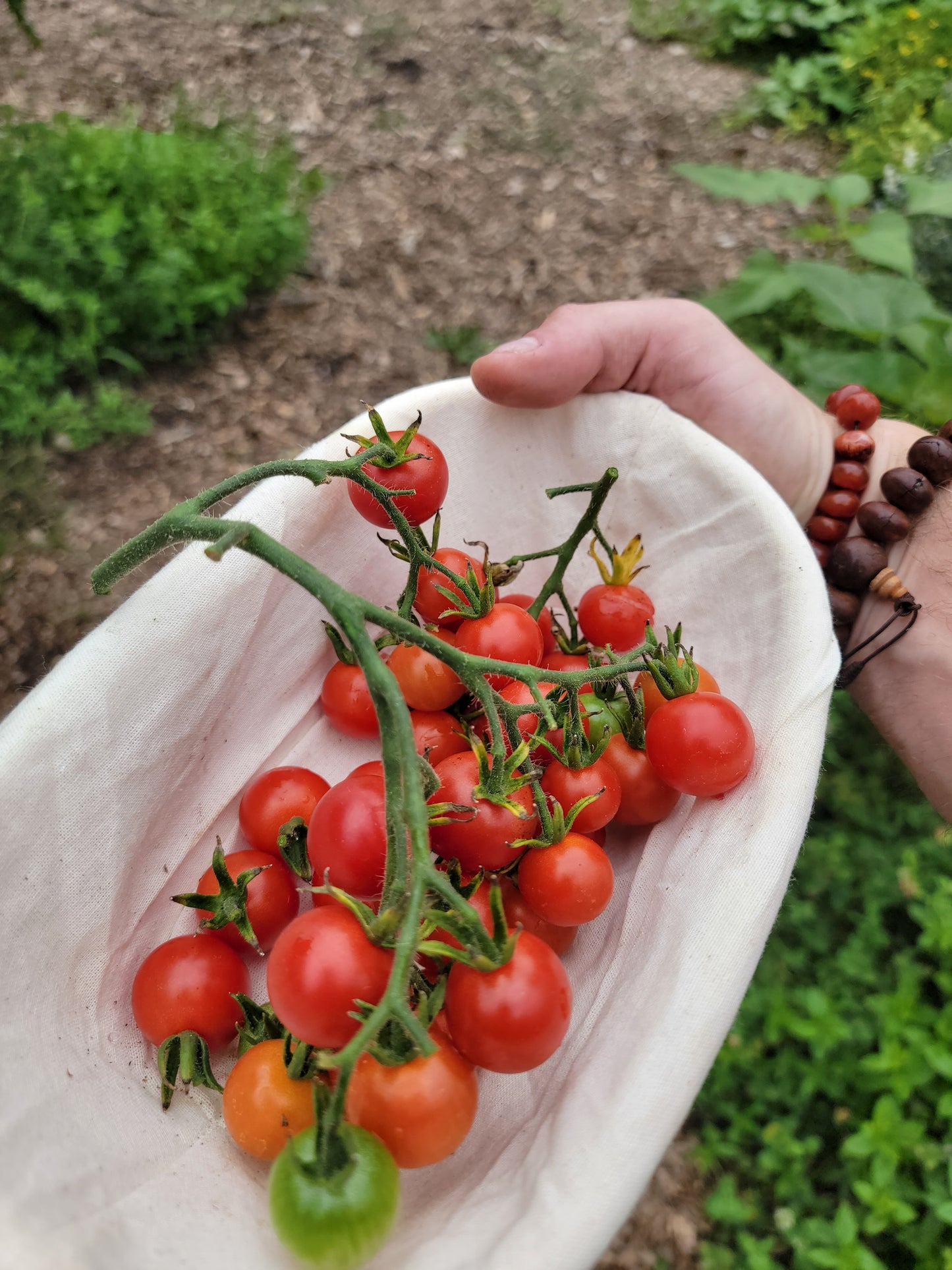 Super Sweet 100 Tomato Seeds.