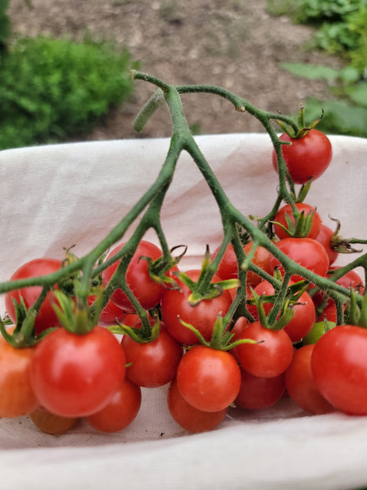 Super Sweet 100 Tomato Seeds.