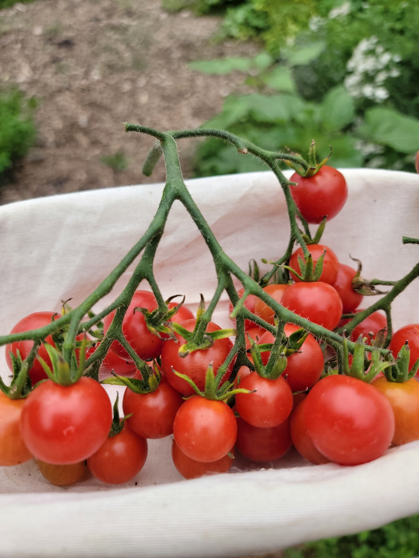 Super Sweet 100 Tomato Seeds.