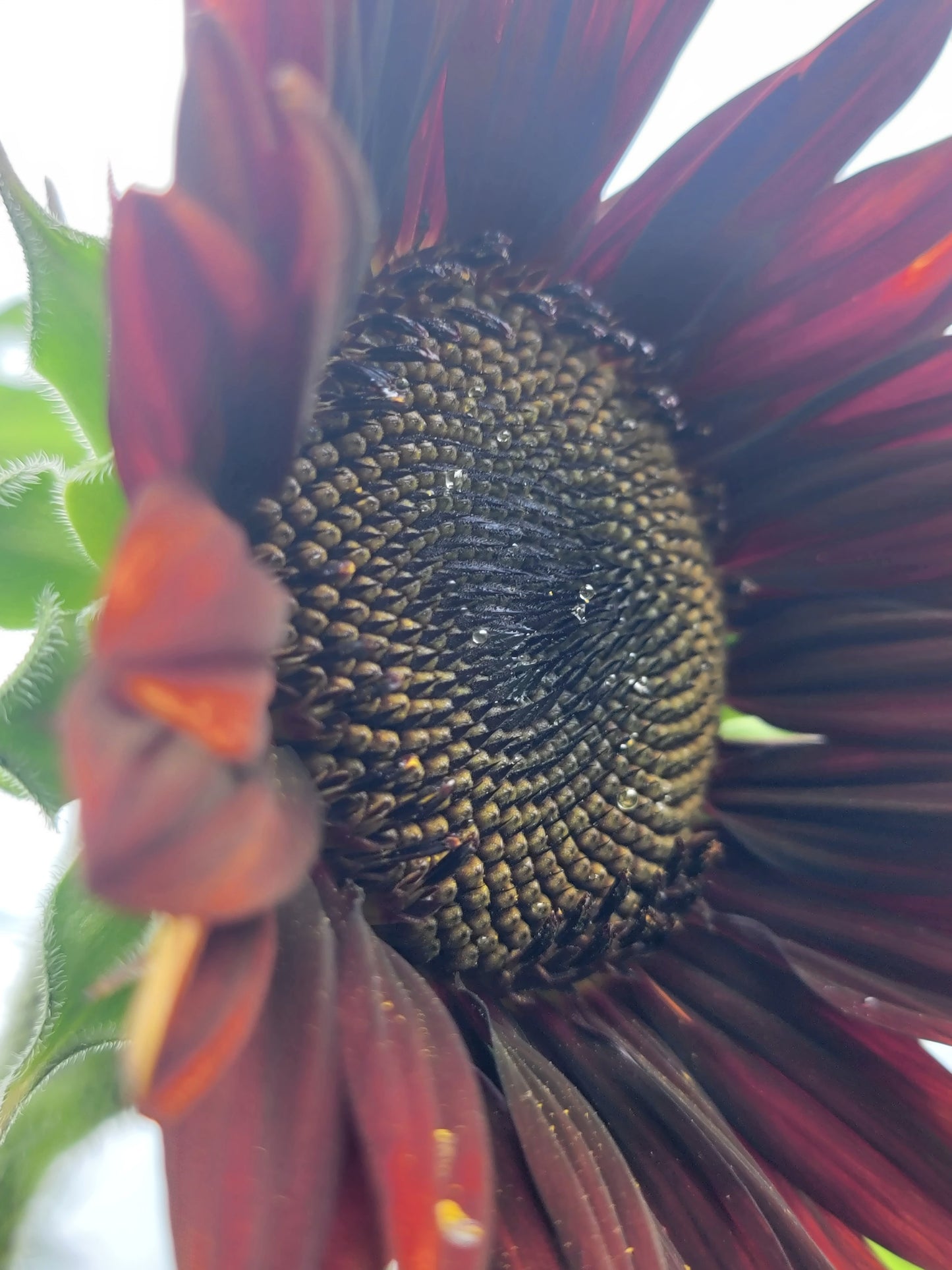 Red Sunflower Seeds.