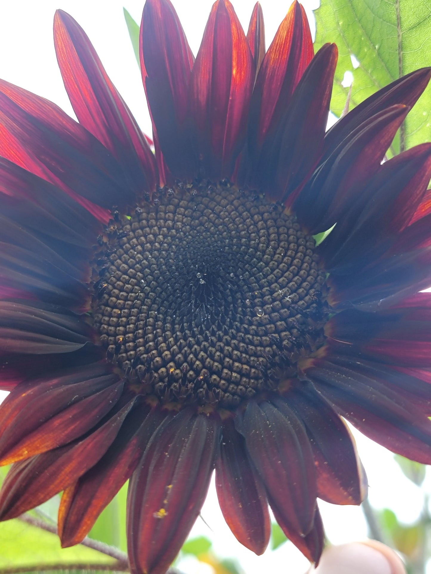 Red Sunflower Seeds.
