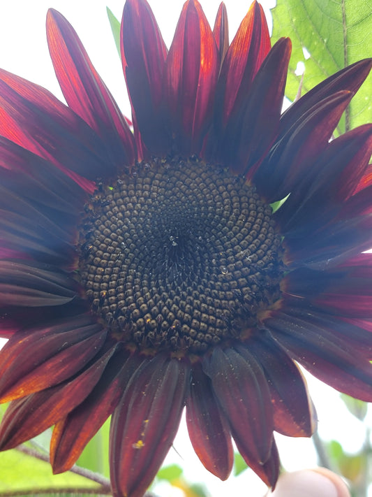 Red Sunflower Seeds.
