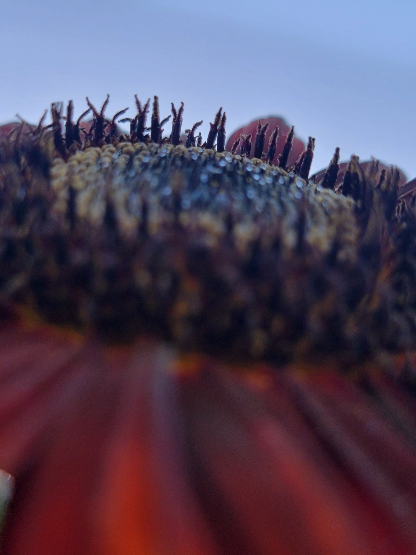 Red Sunflower Seeds.