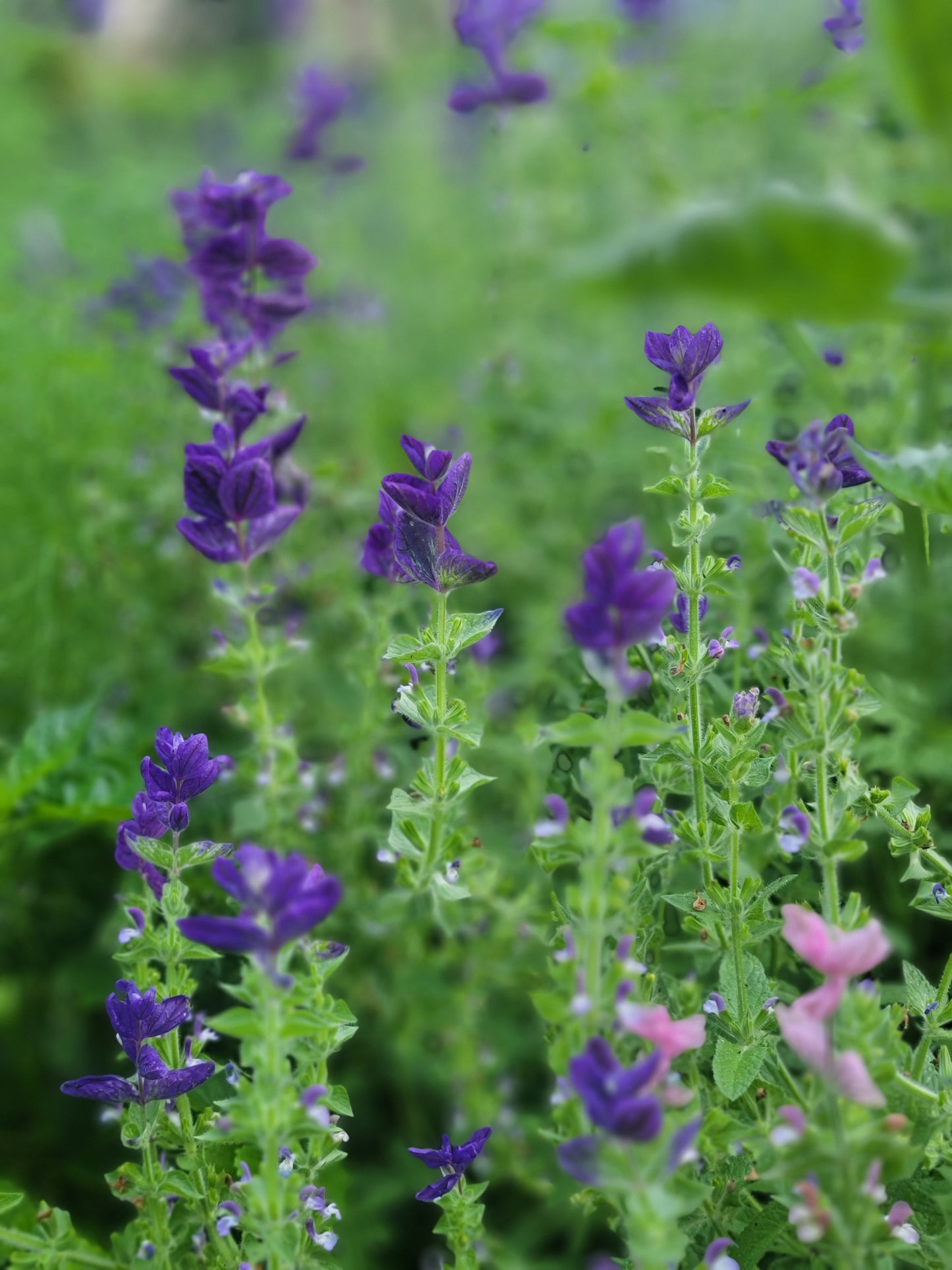 Blue Monday Salvia Seeds.