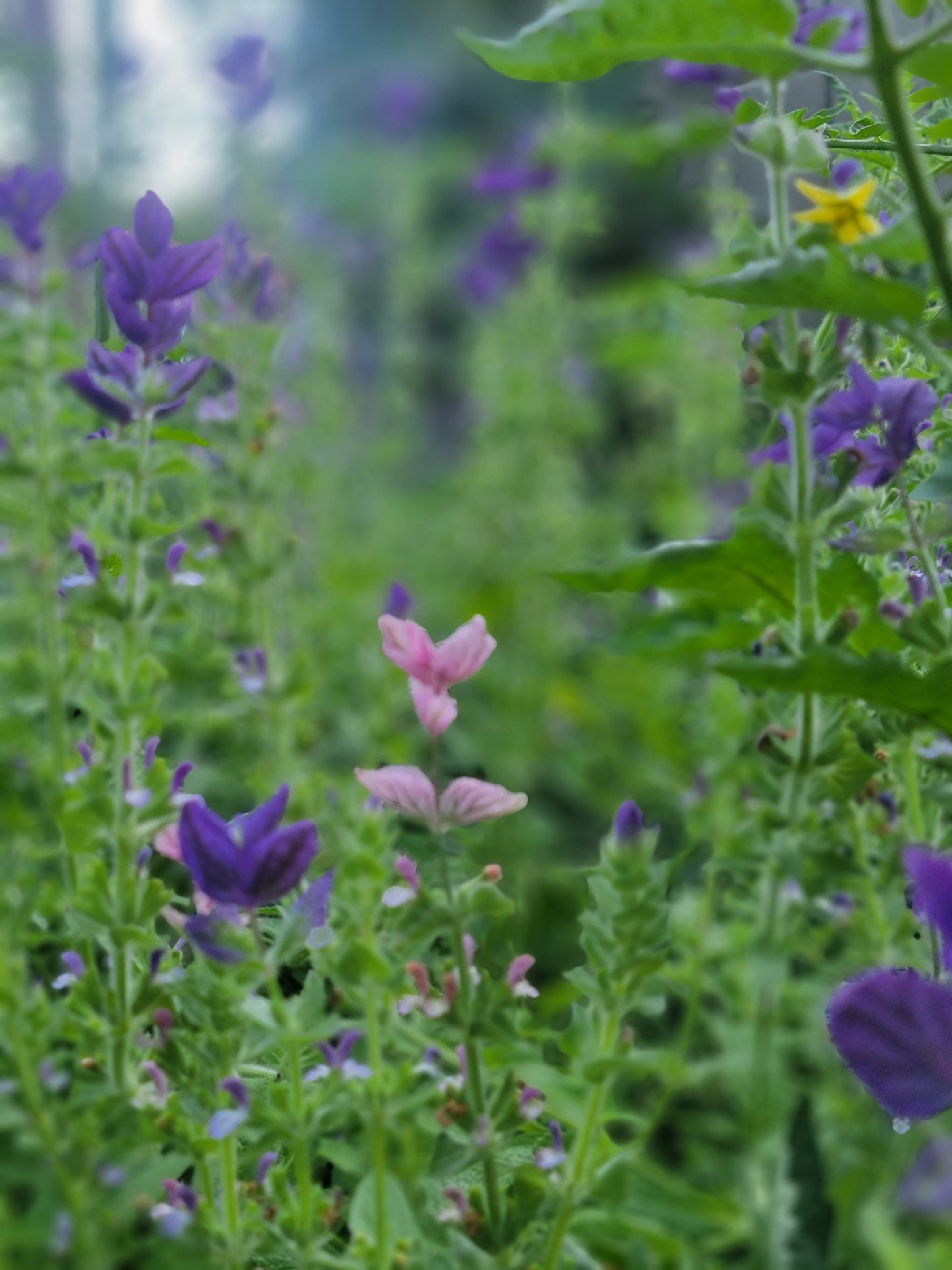 Blue Monday Salvia Seeds.