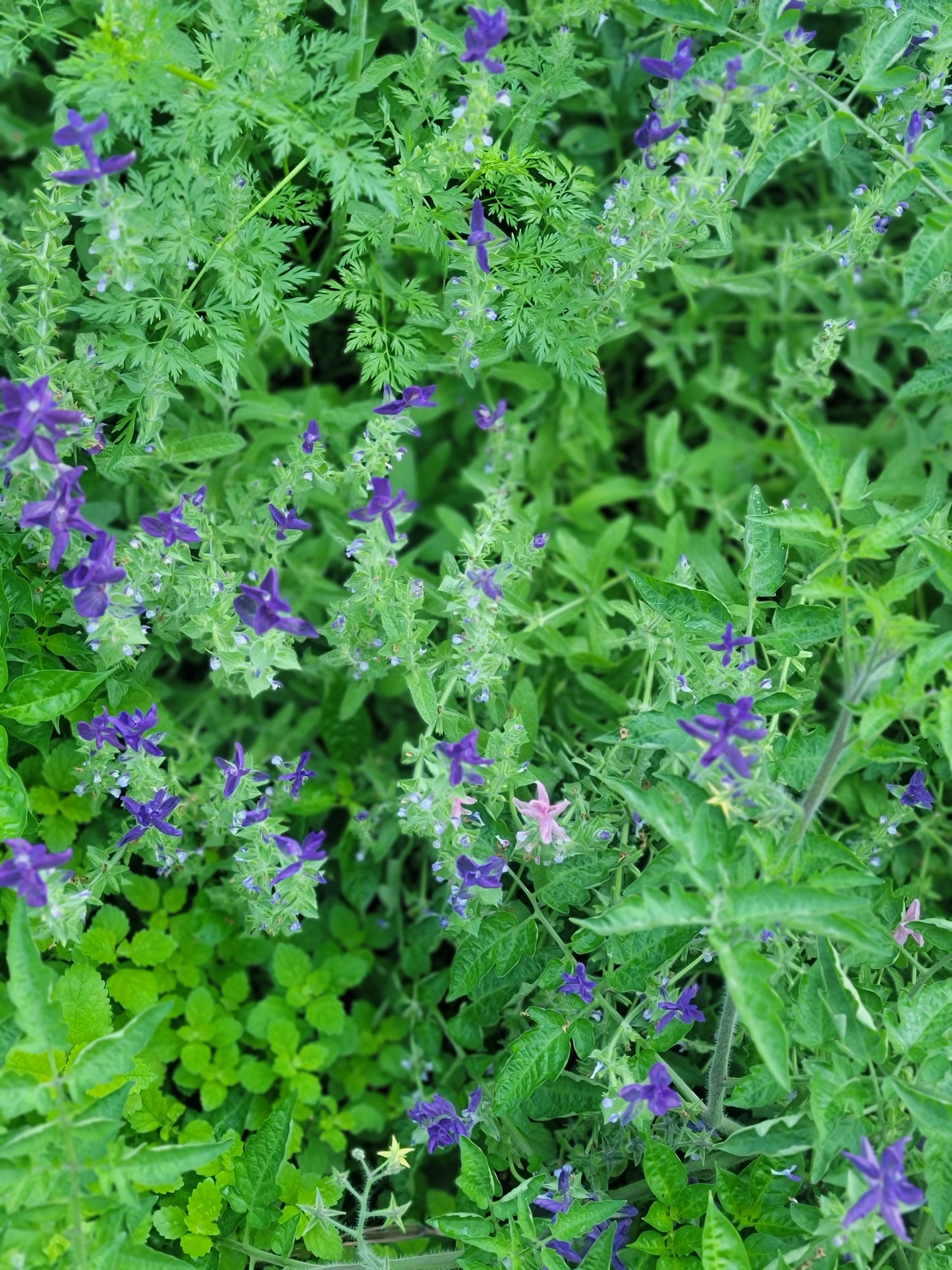 Blue Monday Salvia Seeds.