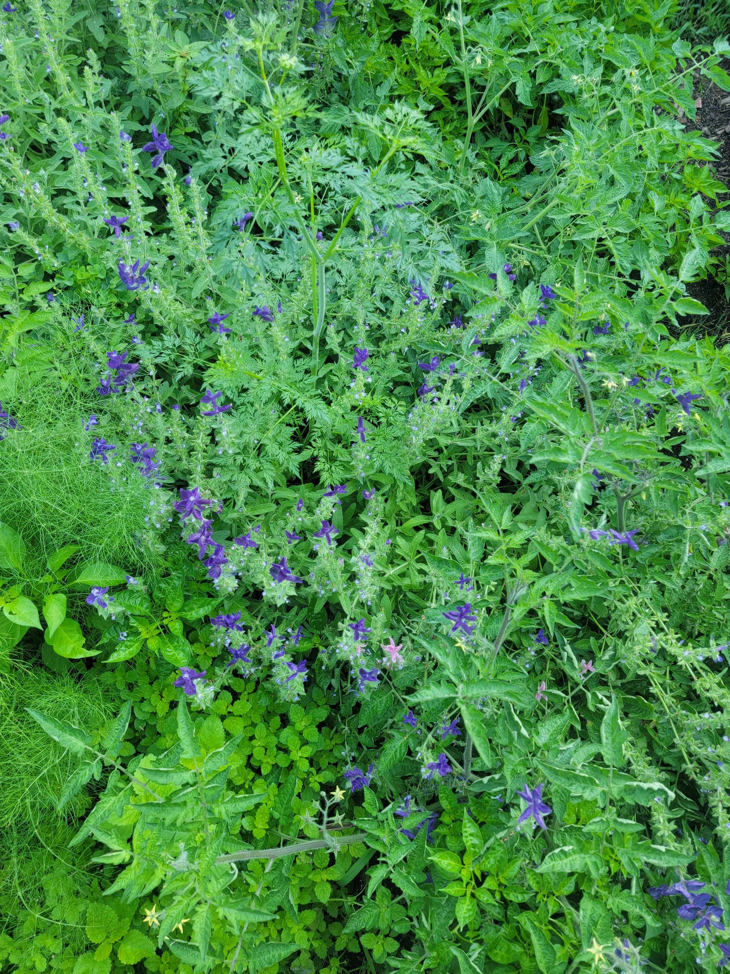 Blue Monday Salvia Seeds.