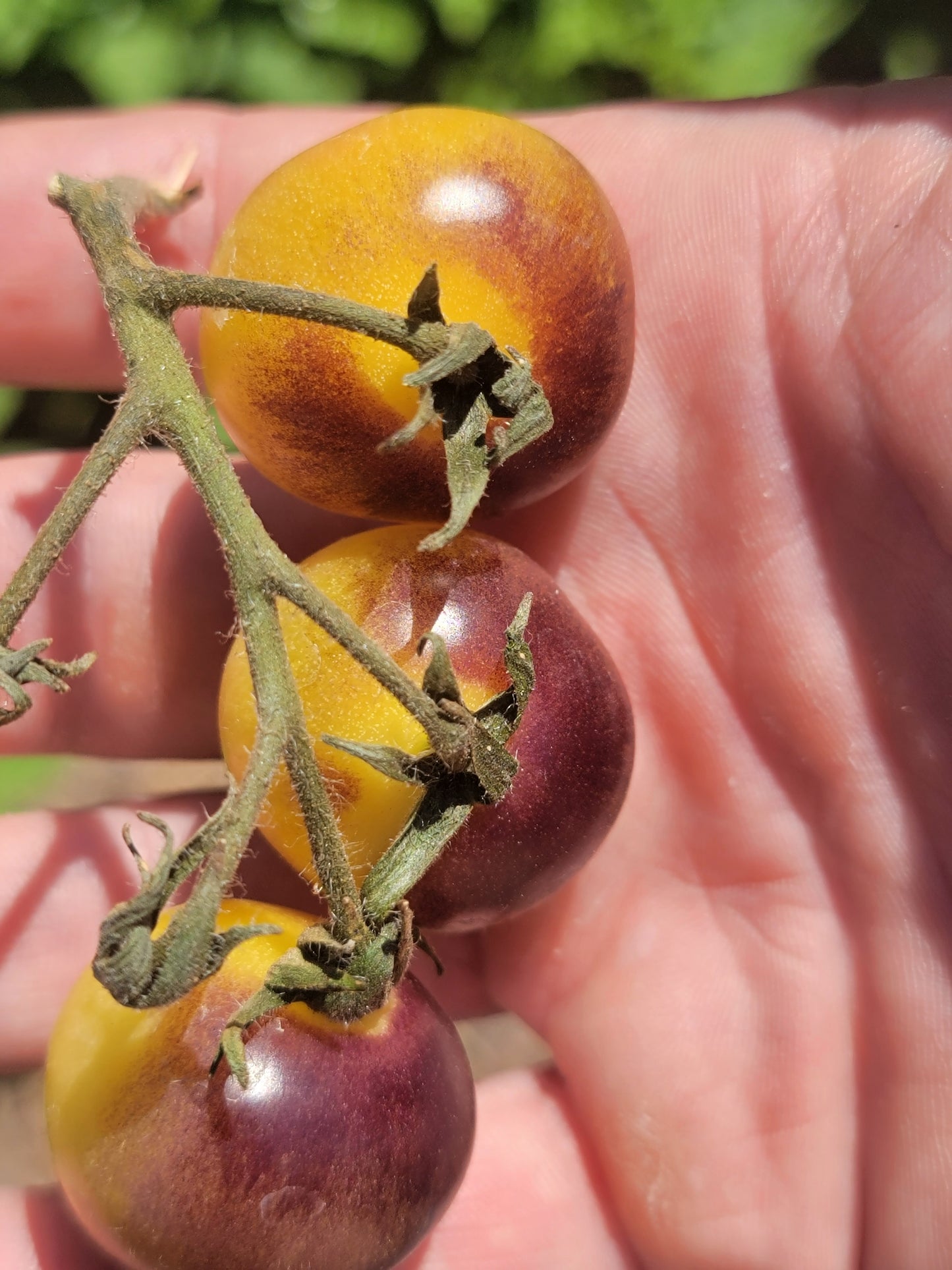 Blue Cream Cherry Tomato Seeds.