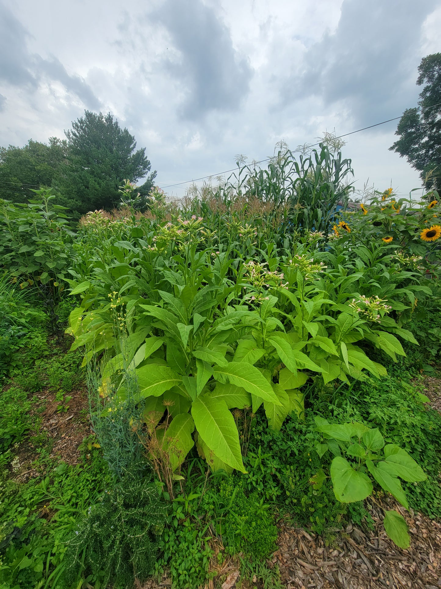 Walkers Tobacco. Nicotiana tabacum Seeds.