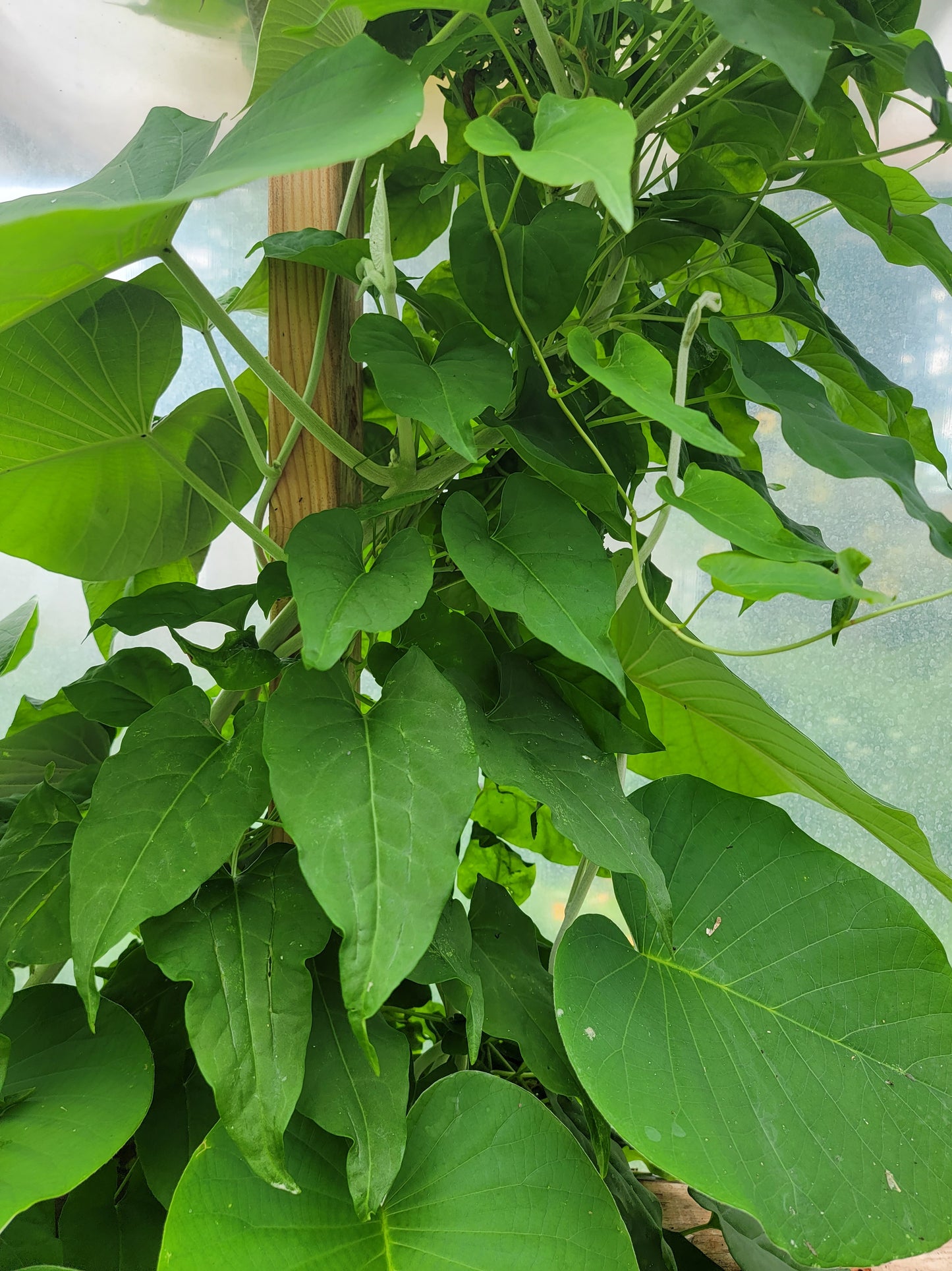 Red Leaf He Shou Wu Live Plant - Polygonum multiflorum.