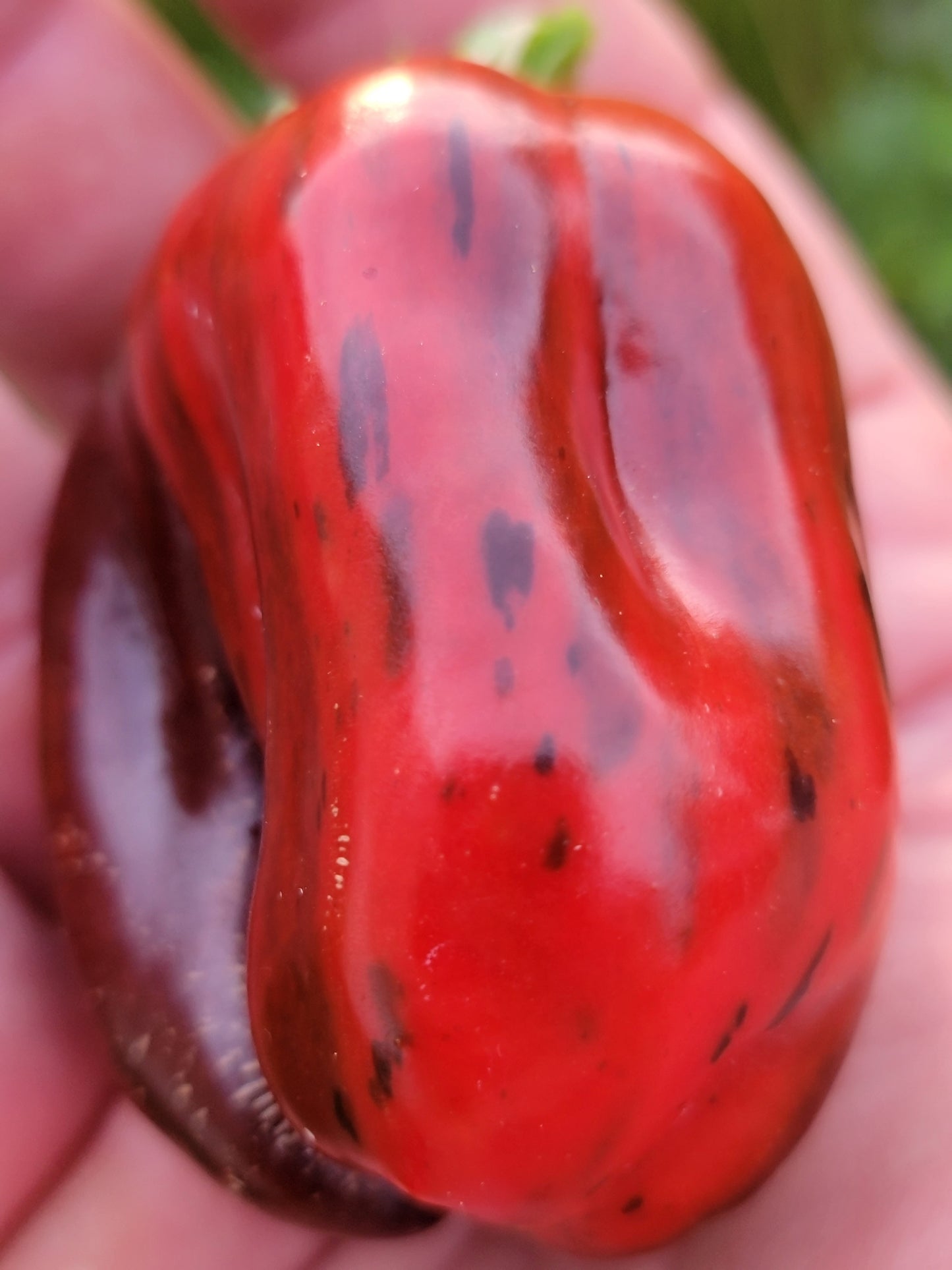 Chocolate Pinstripe Pepper Seeds.