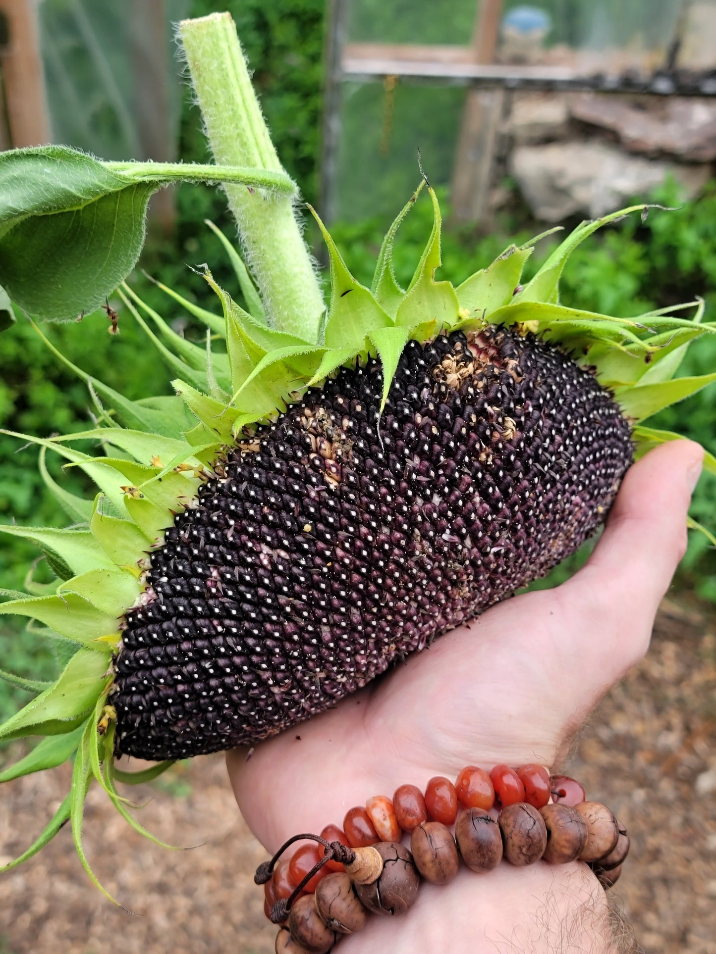 Hopi Dye Sunflower Seeds. Tceqa' Qu' Si