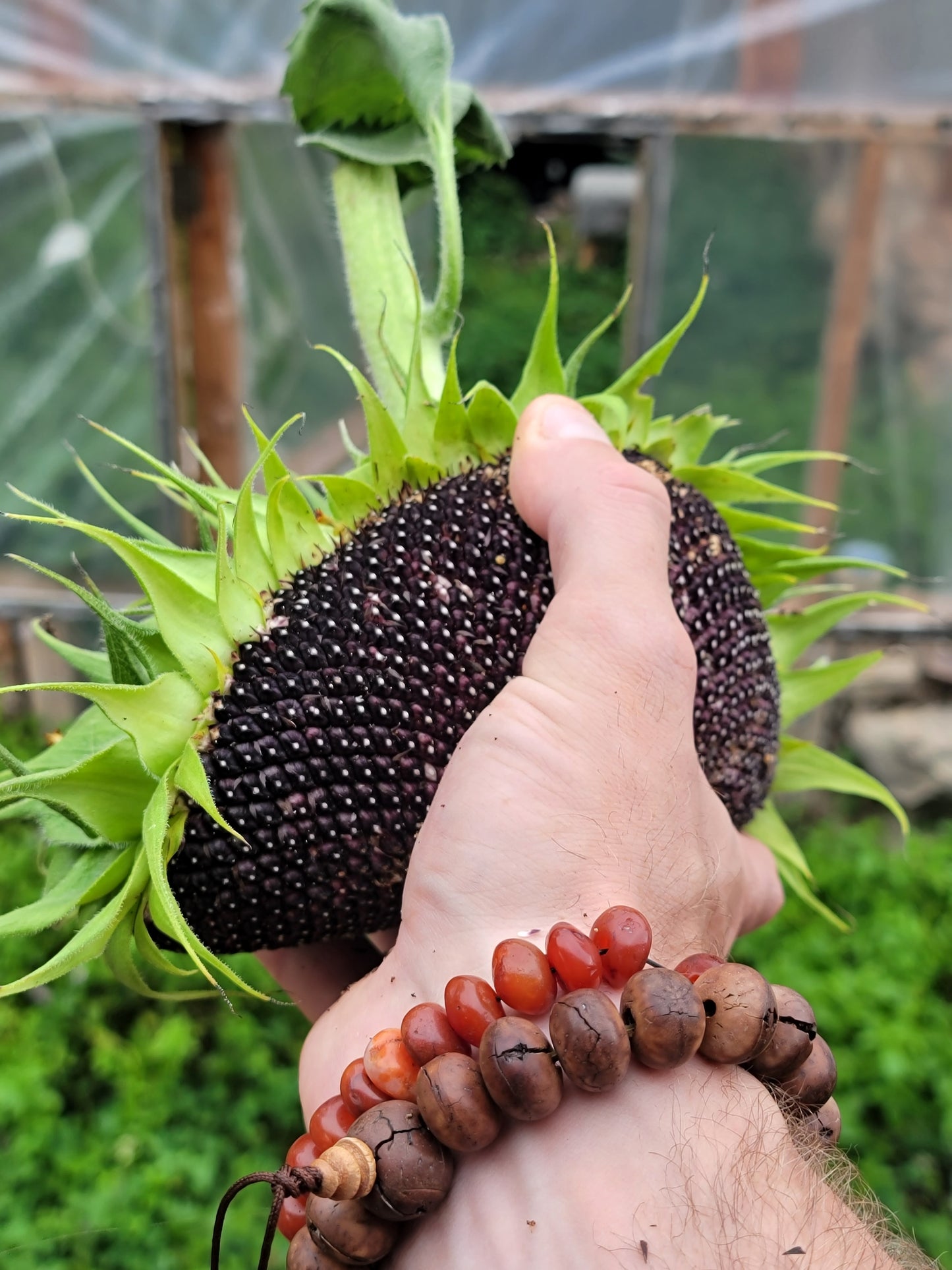 Hopi Dye Sunflower Seeds. Tceqa' Qu' Si