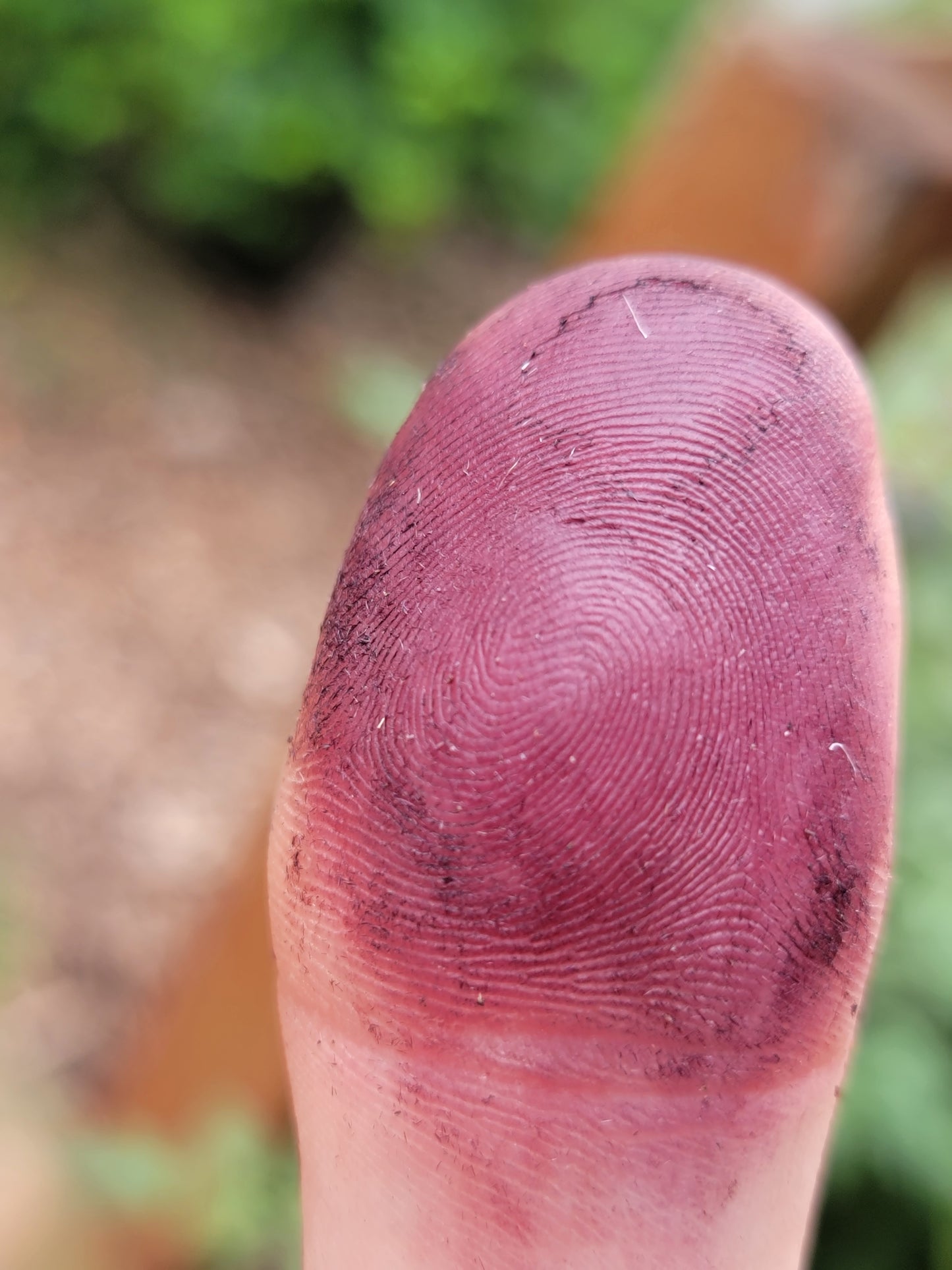 Hopi Dye Sunflower Seeds. Tceqa' Qu' Si