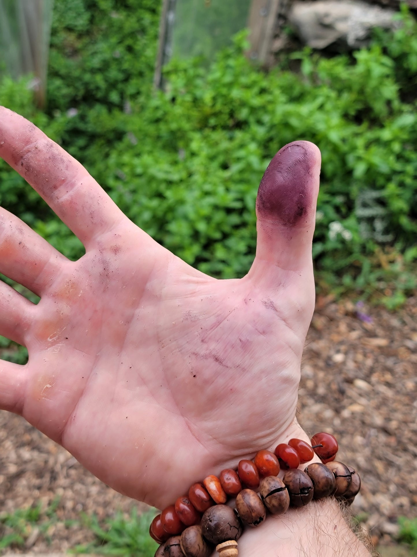 Hopi Dye Sunflower Seeds. Tceqa' Qu' Si