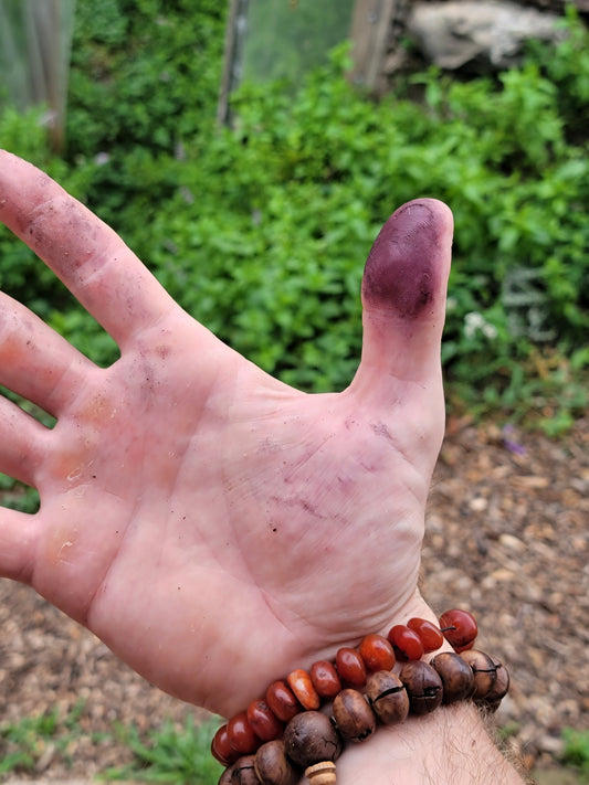Hopi Dye Sunflower Seeds.  Tceqa' Qu' Si