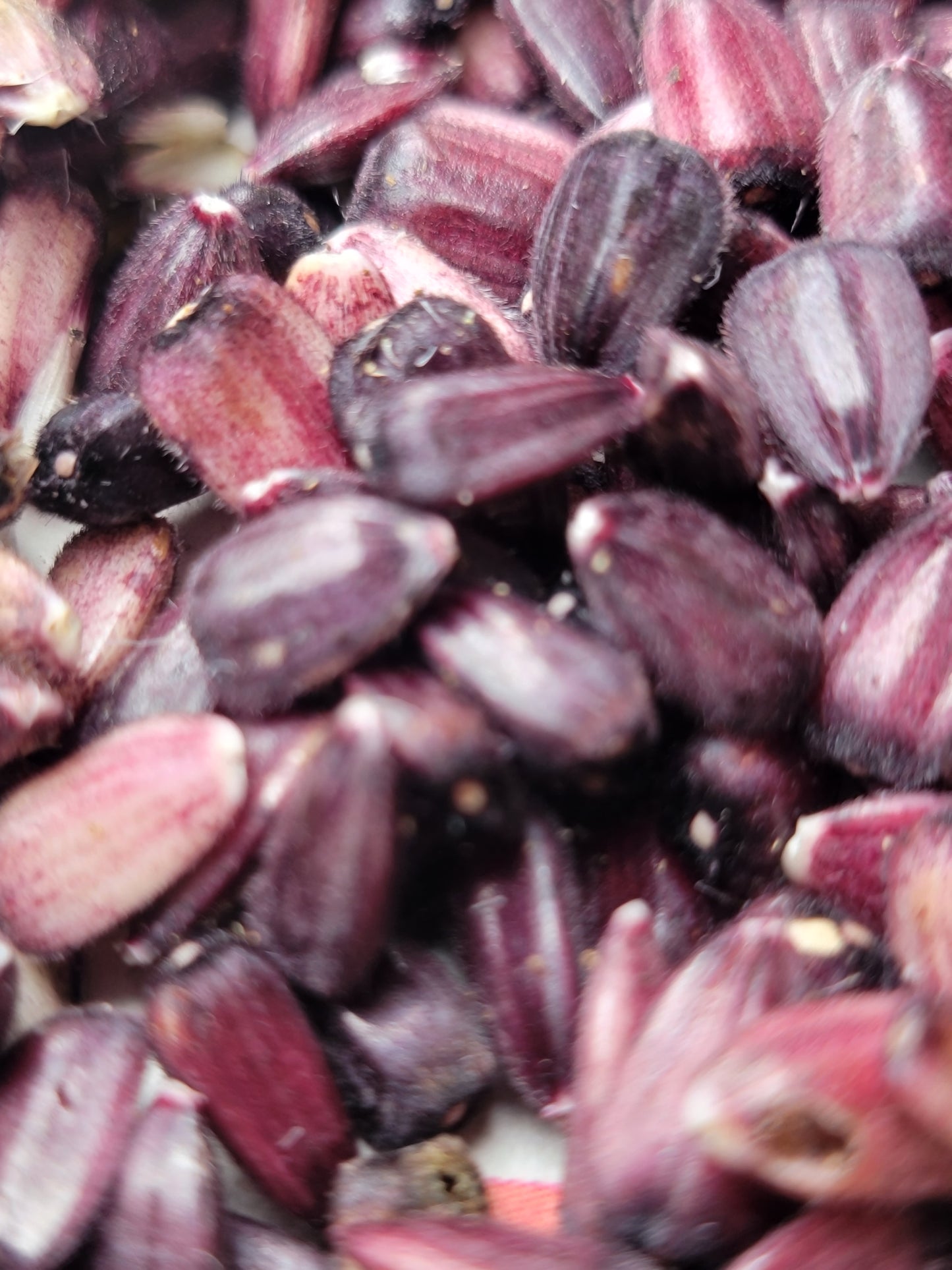 Hopi Dye Sunflower Seeds. Tceqa' Qu' Si