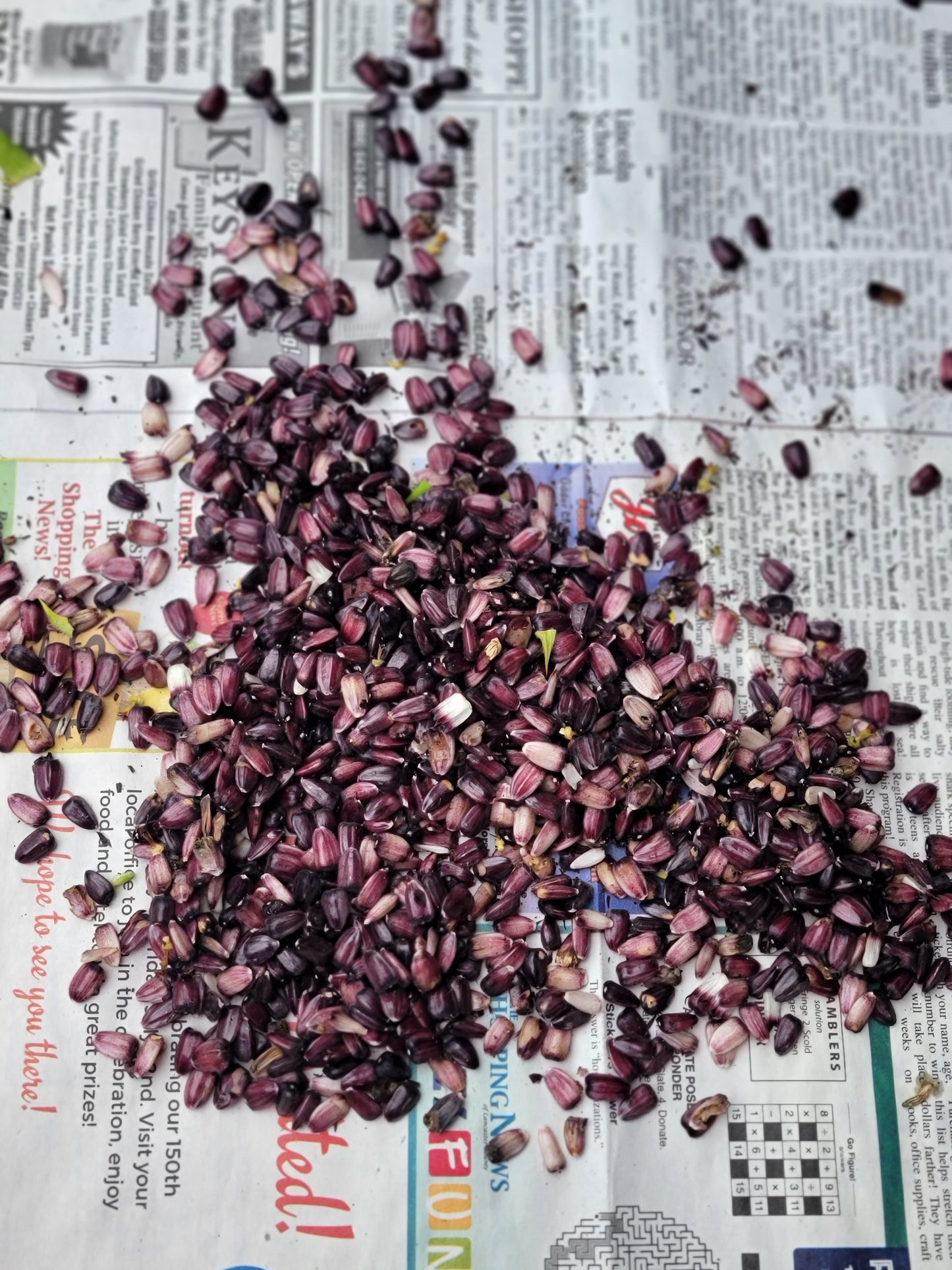 Hopi Dye Sunflower Seeds. Tceqa' Qu' Si