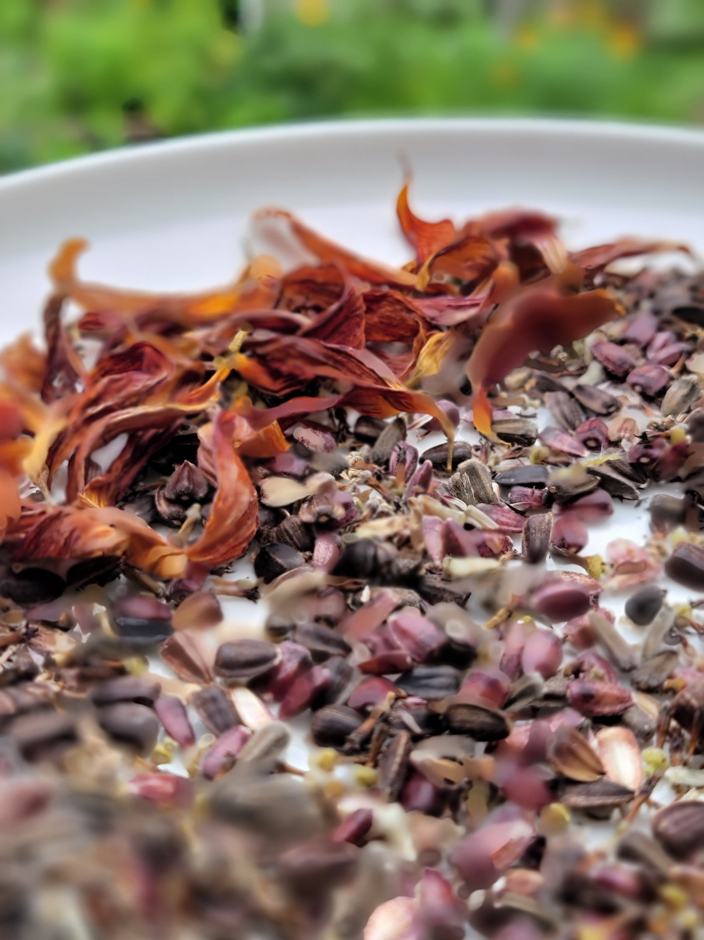 Hopi Dye Sunflower Seeds. Tceqa' Qu' Si