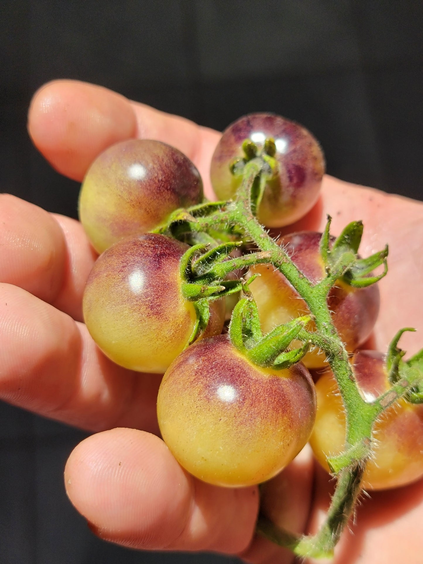 Blue Cream Cherry Tomato Seeds.