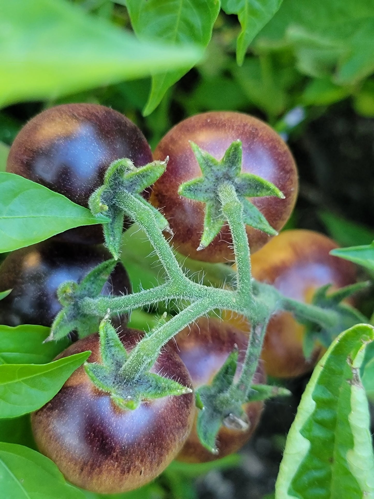 Blue Cream Cherry Tomato Seeds.