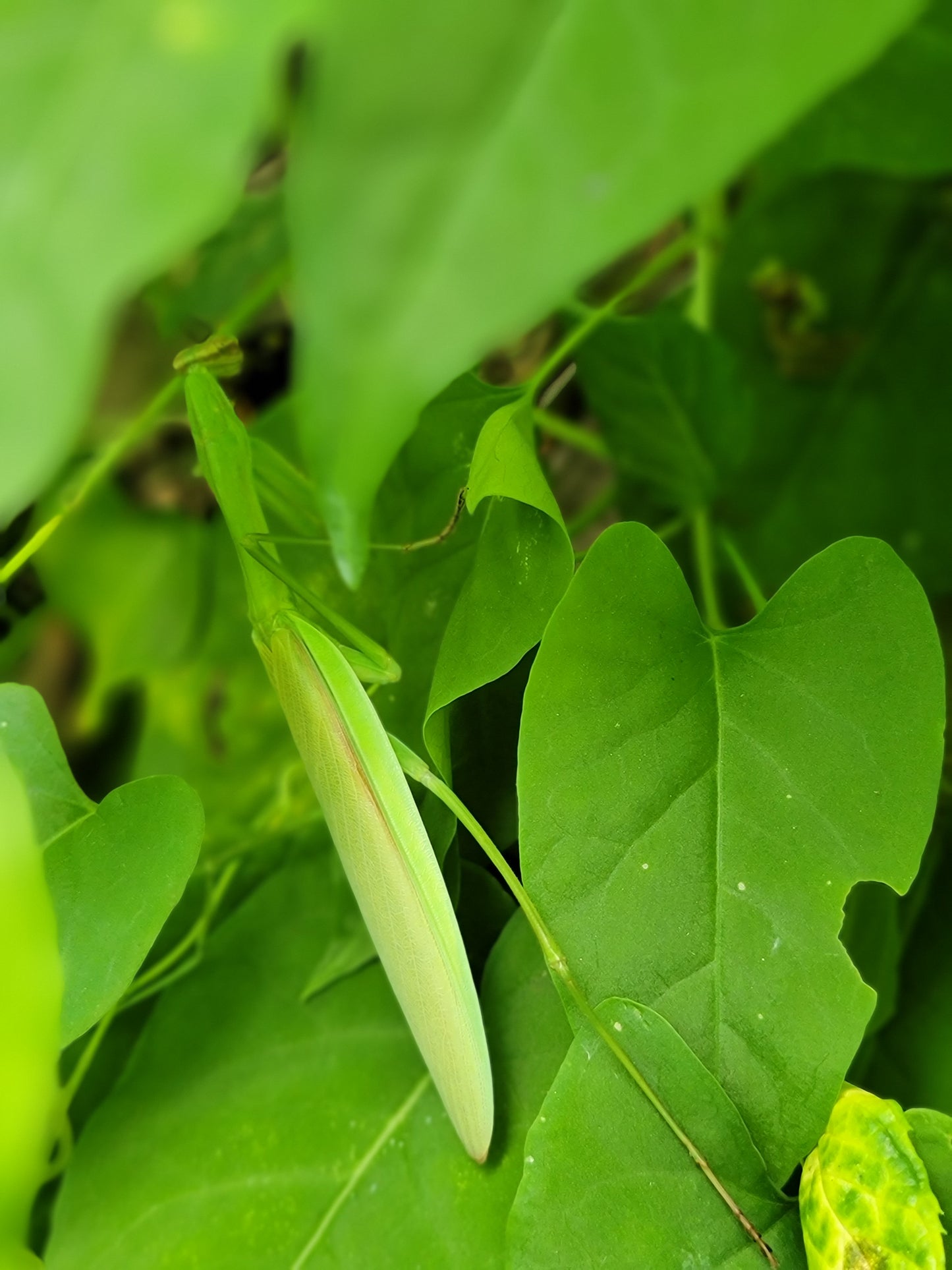 Red Leaf He Shou Wu Live Plant - Polygonum multiflorum.