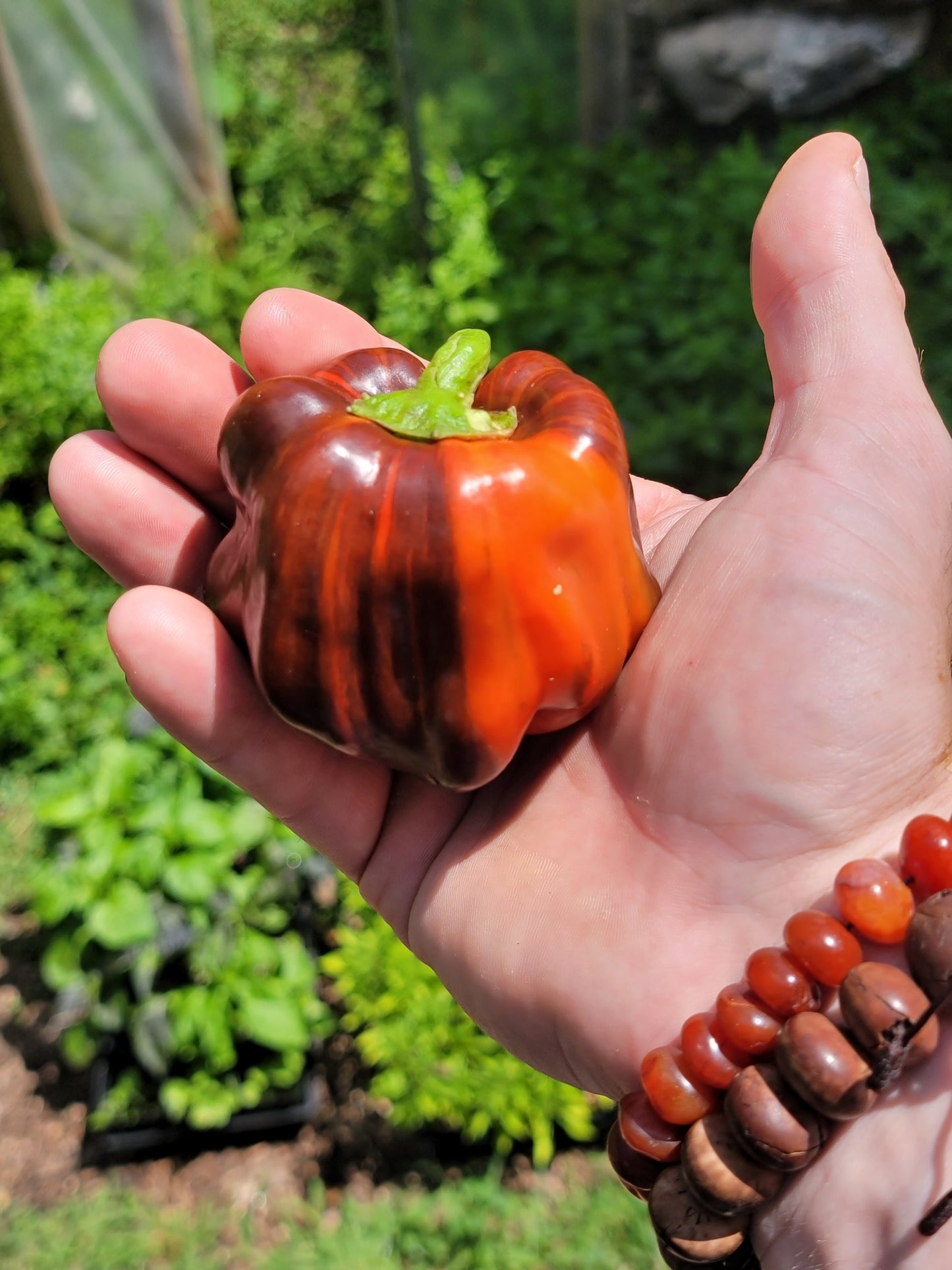 Chocolate Pinstripe Pepper Seeds.