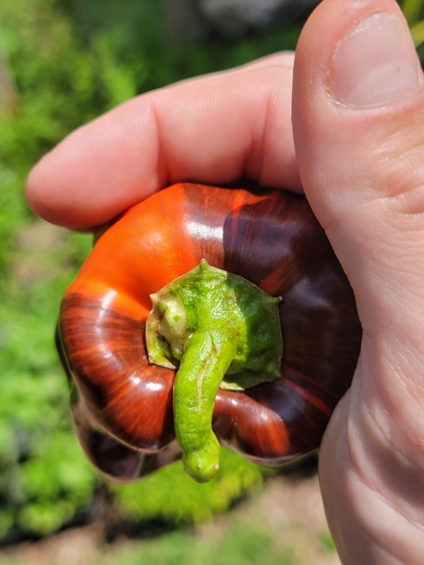 Chocolate Pinstripe Pepper Seeds.