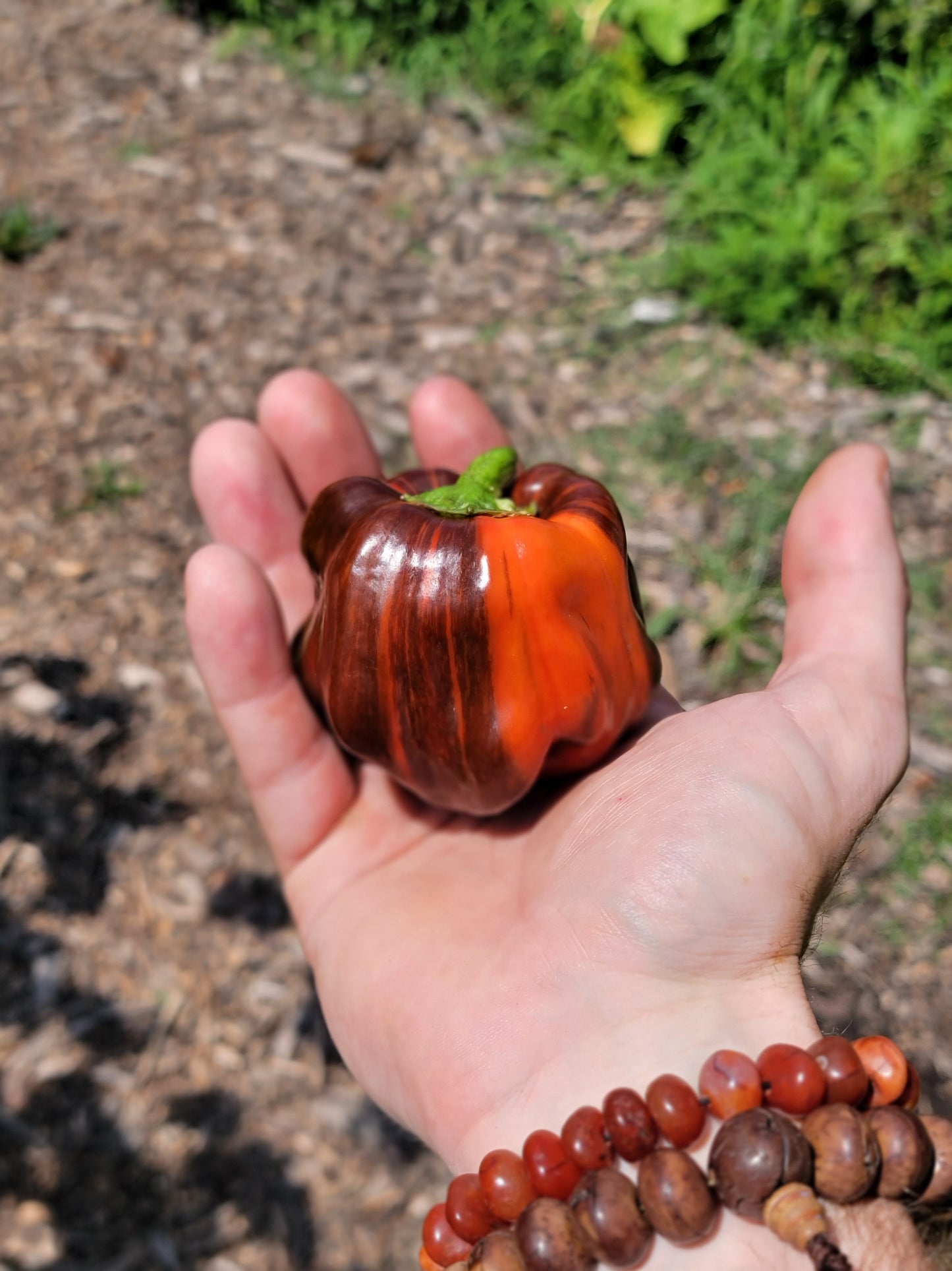 Chocolate Pinstripe Pepper Seeds.