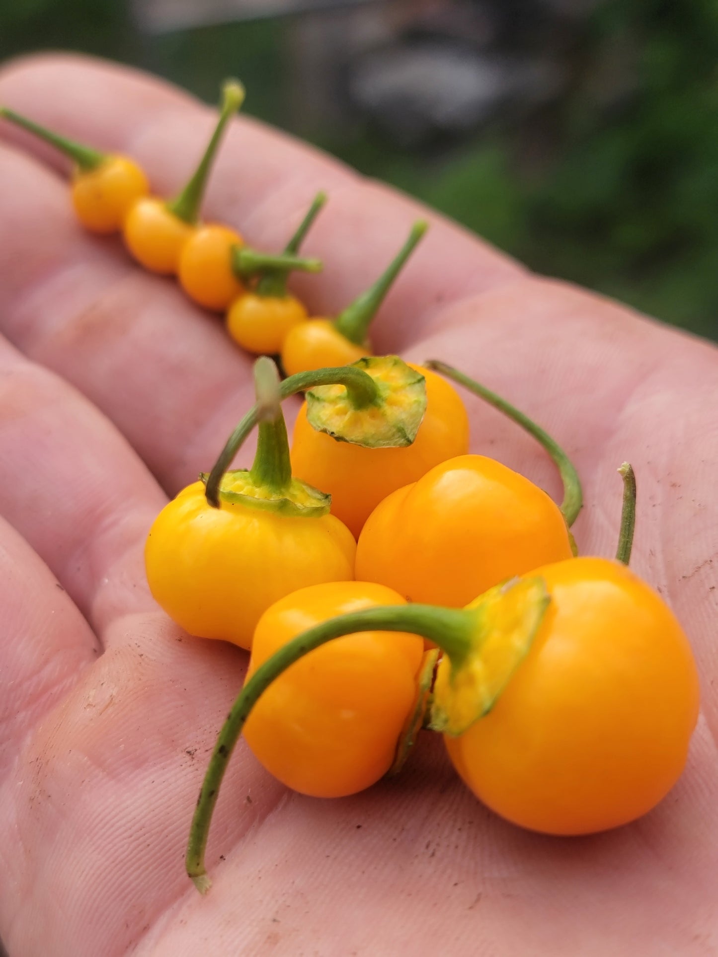 Aji Charapita x Scotch Bonnet F2 Seeds.