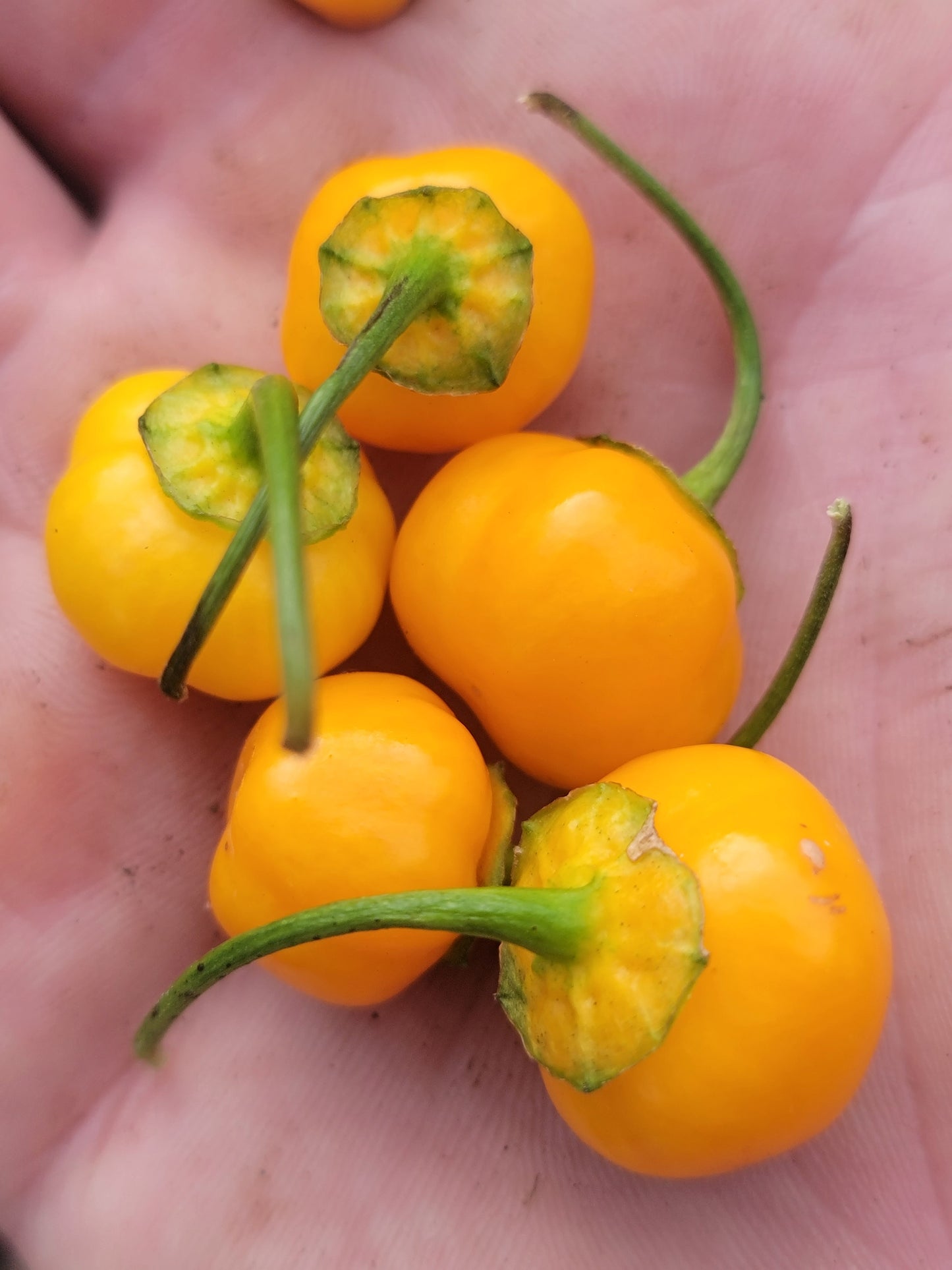 Aji Charapita x Scotch Bonnet F2 Seeds.