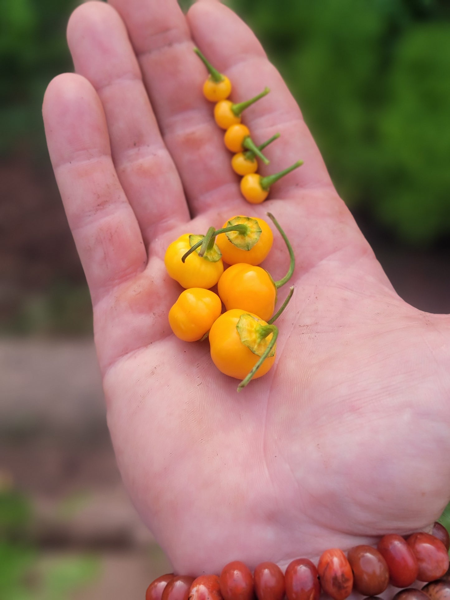 Aji Charapita x Scotch Bonnet F2 Seeds.