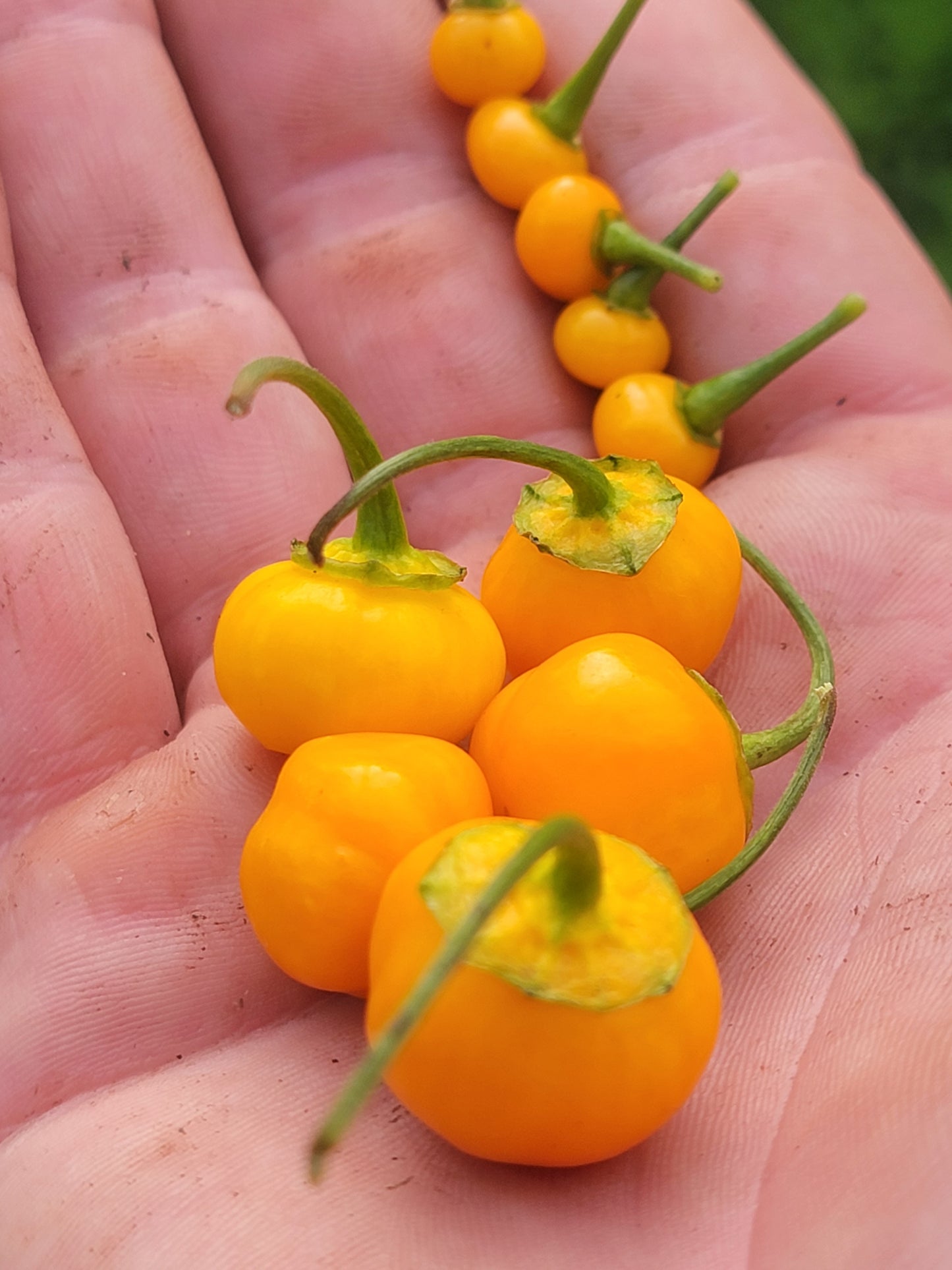 Aji Charapita x Scotch Bonnet F2 Seeds.
