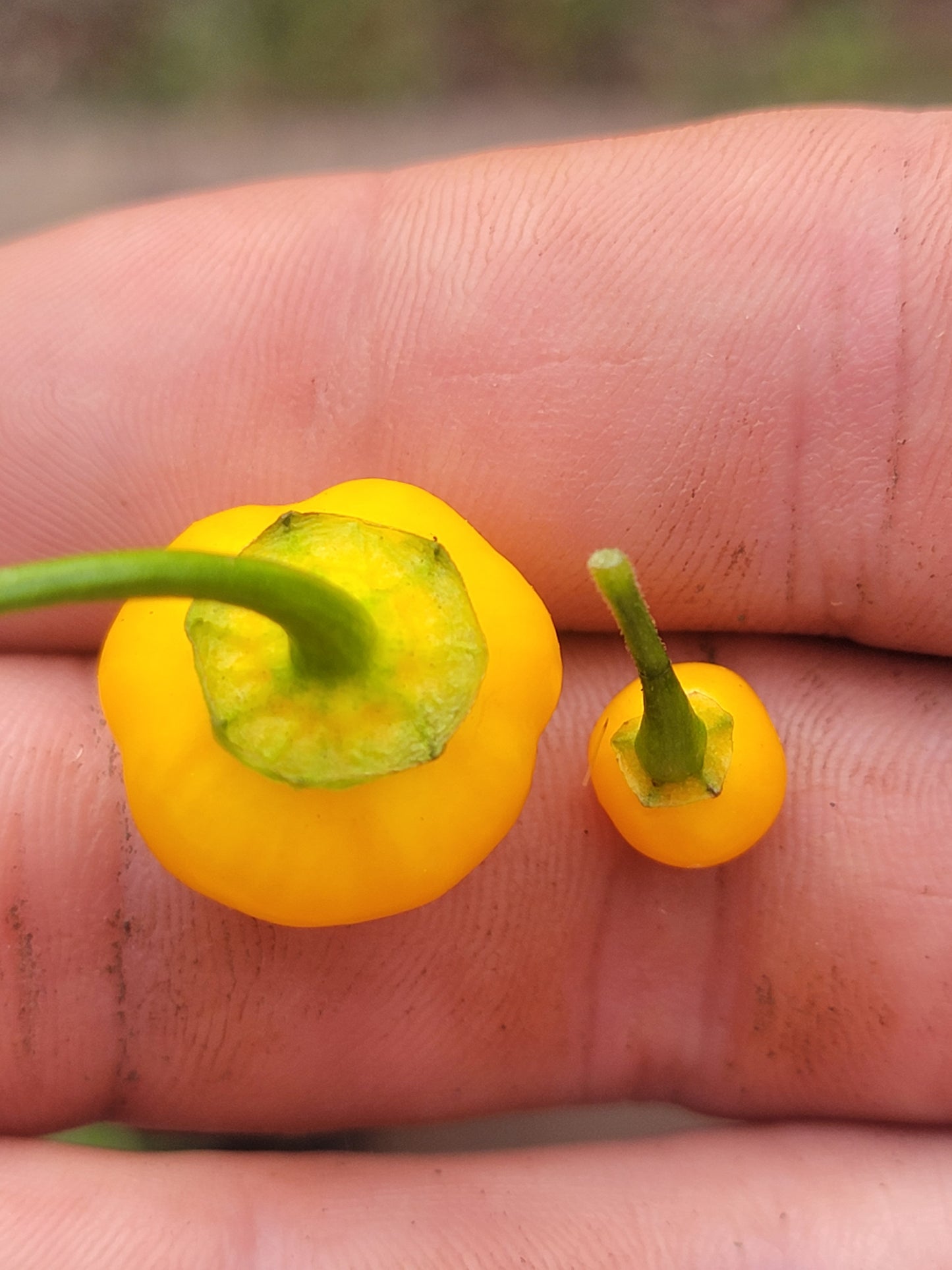 Aji Charapita x Scotch Bonnet F2 Seeds.