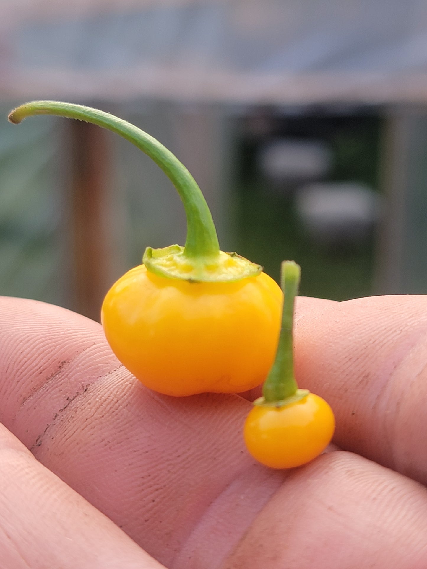 Aji Charapita x Scotch Bonnet F2 Seeds.