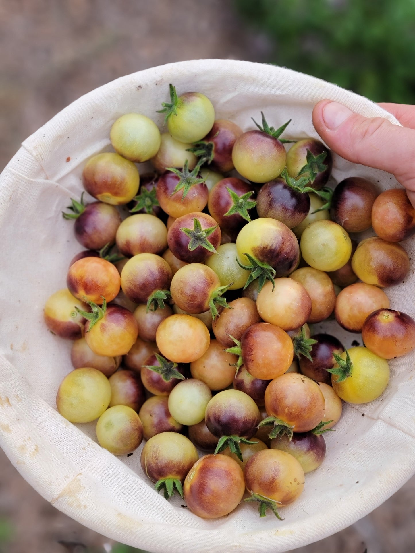 Blue Cream Cherry Tomato Seeds.