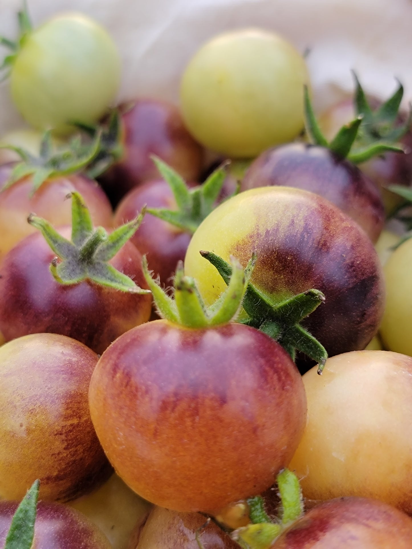 Blue Cream Cherry Tomato Seeds.
