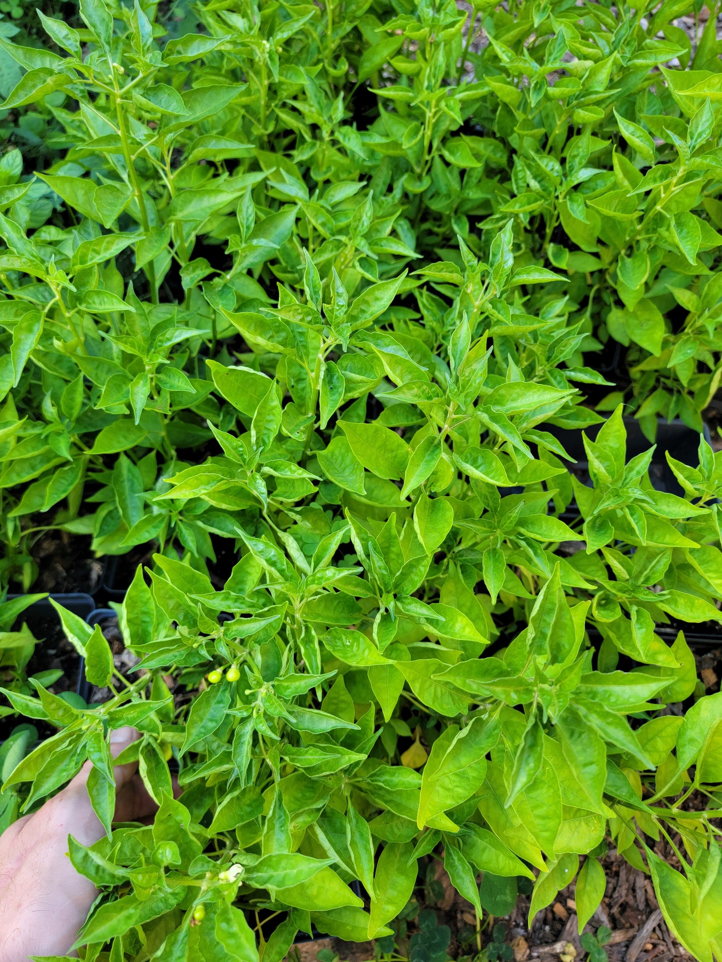 Live Plant. Aji Charapita Pepper.