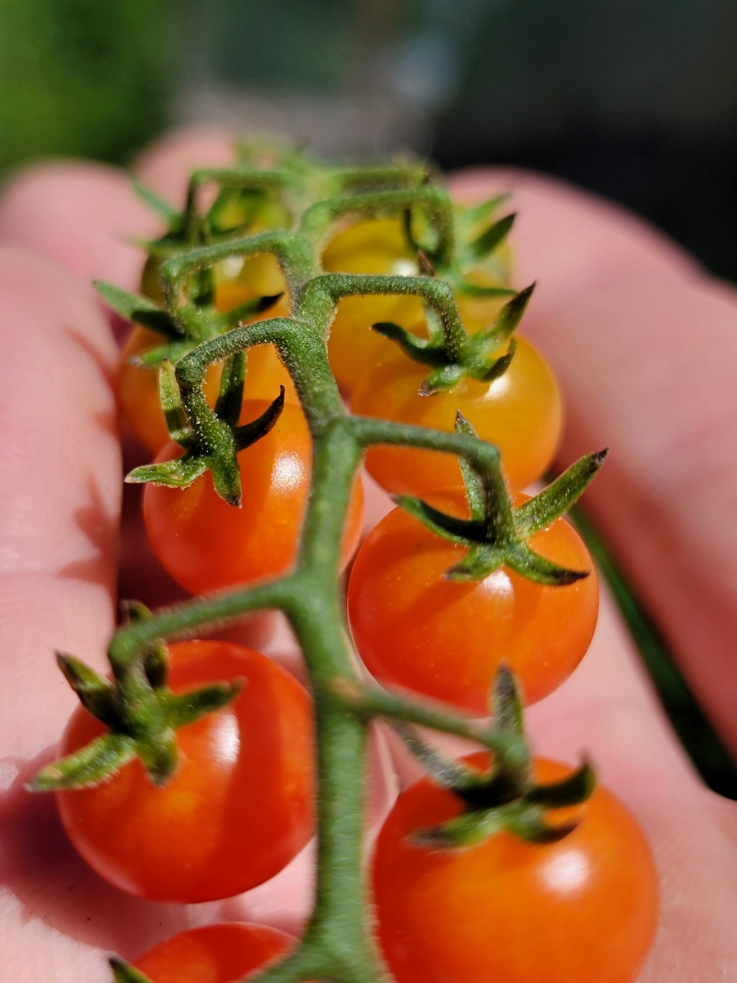 Currant Tomato Seeds - Solanum pimpinellifolium.