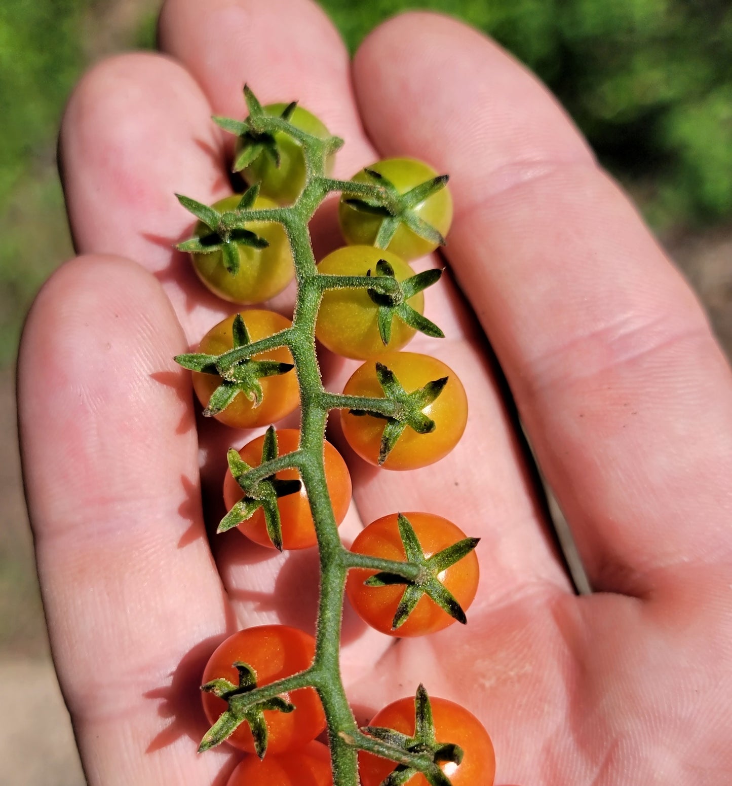 Currant Tomato Seeds - Solanum pimpinellifolium.