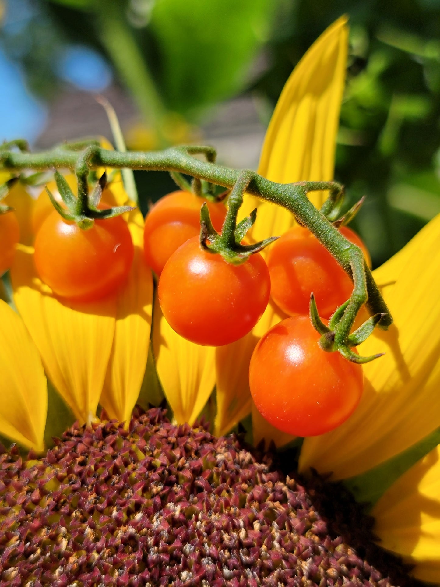 Currant Tomato Seeds - Solanum pimpinellifolium.