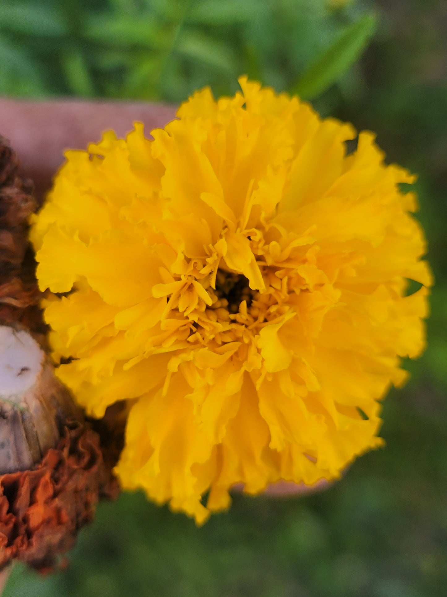 African Marigold Seeds - Crackerjack variety.