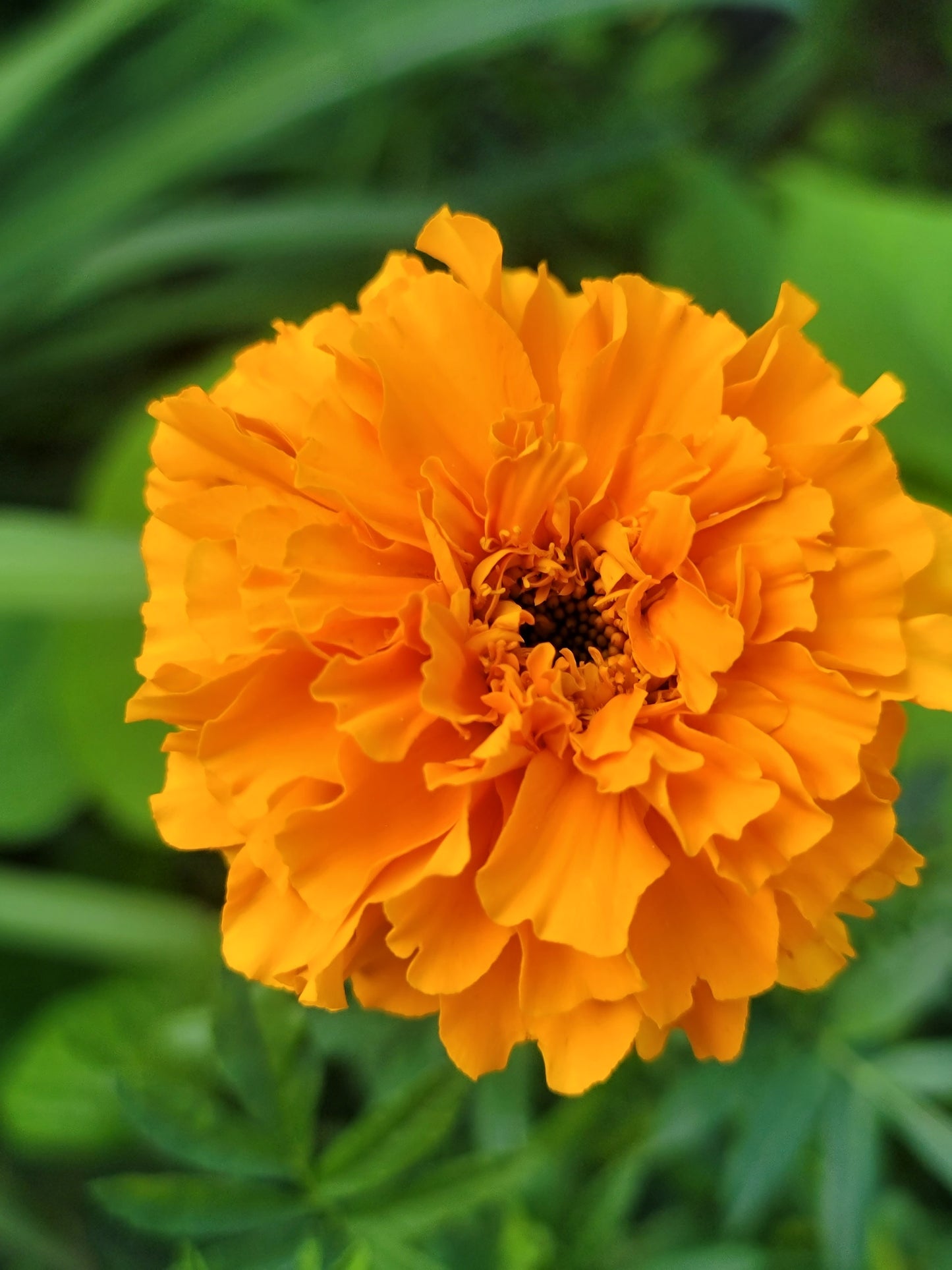 African Marigold Seeds - Crackerjack variety.