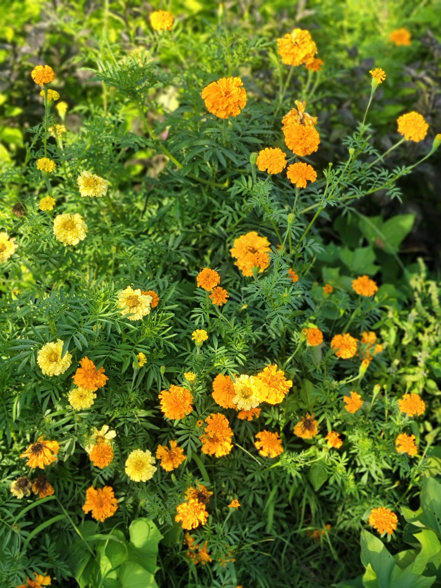 African Marigold Seeds - Crackerjack variety.