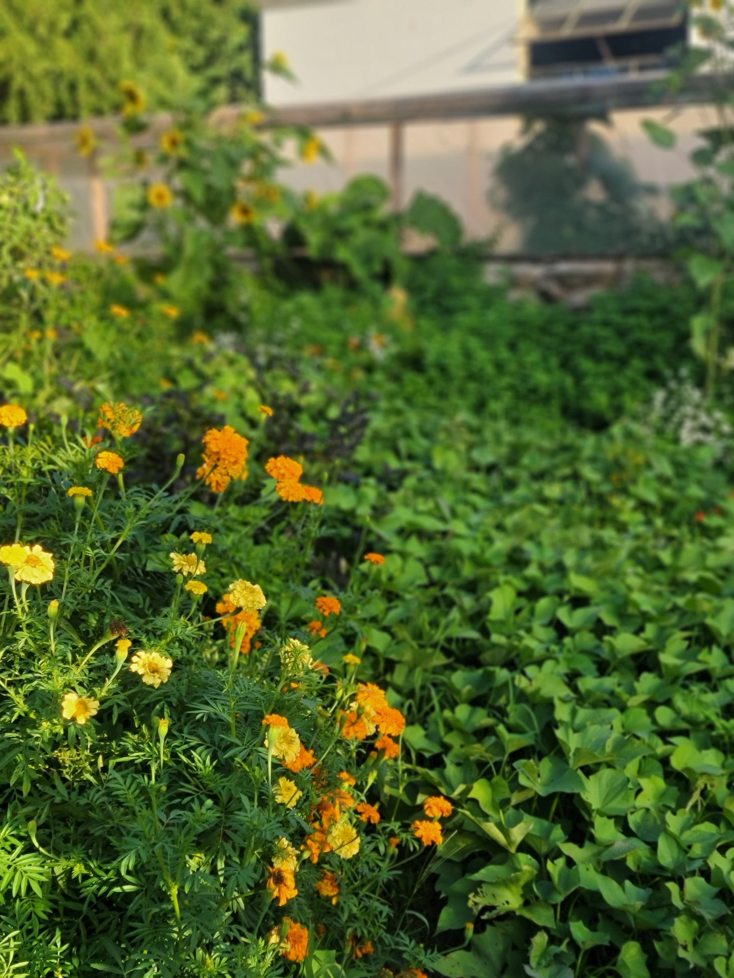African Marigold Seeds - Crackerjack variety.