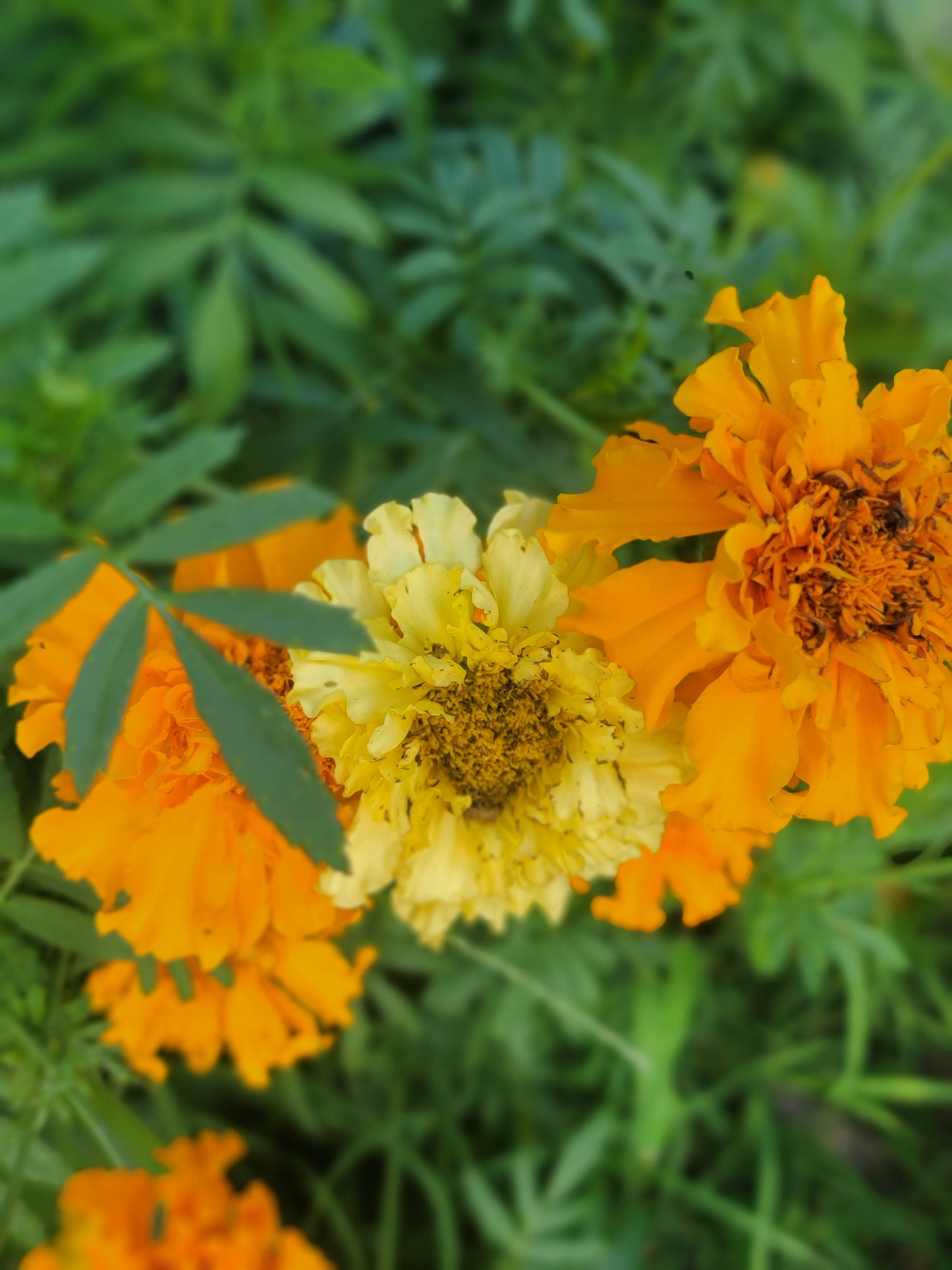 African Marigold Seeds - Crackerjack variety.