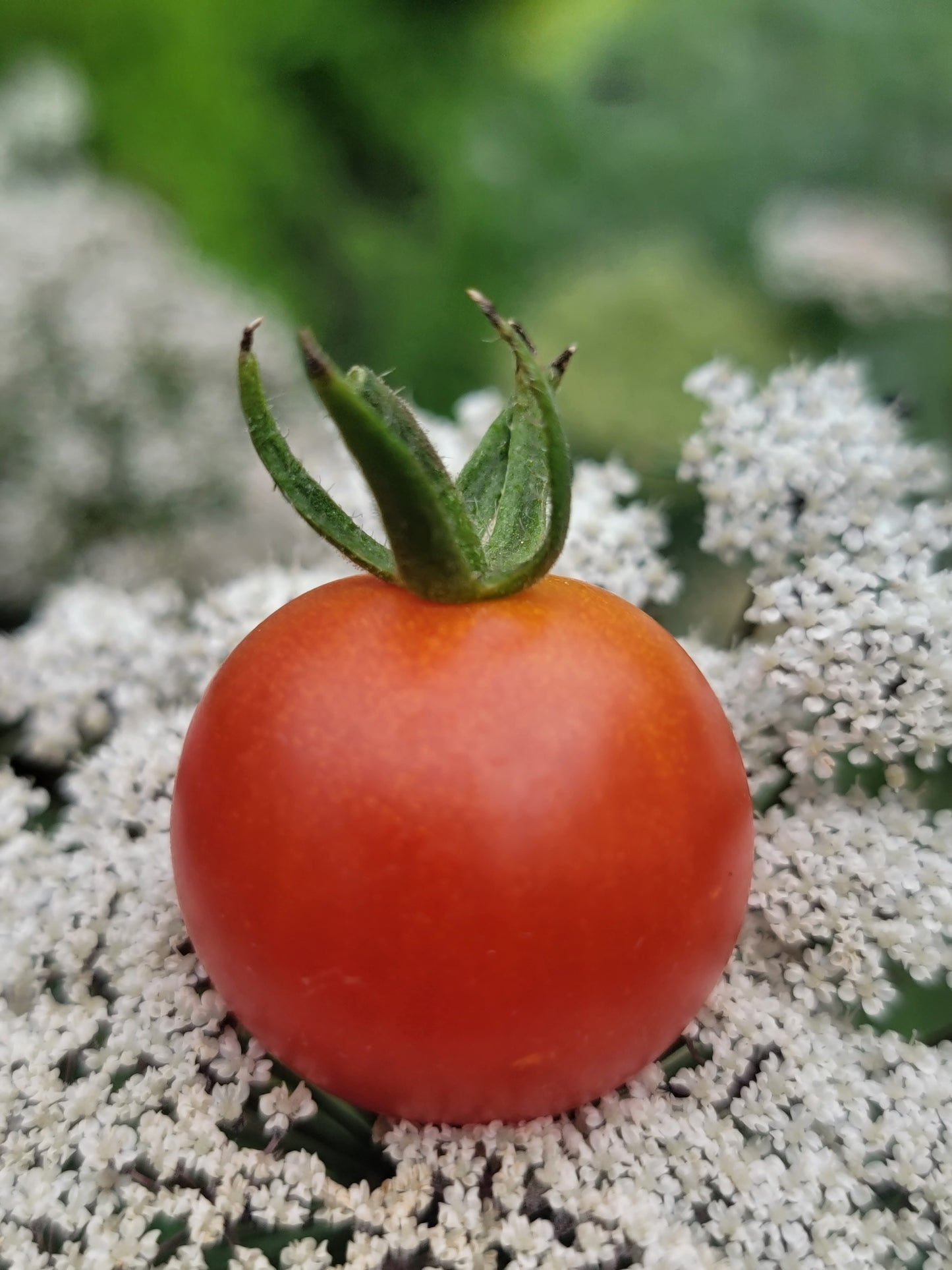 Super Sweet 100 Tomato Seeds.