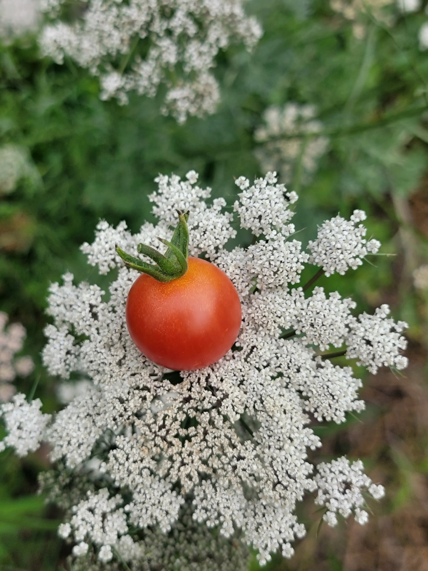 Super Sweet 100 Tomato Seeds.