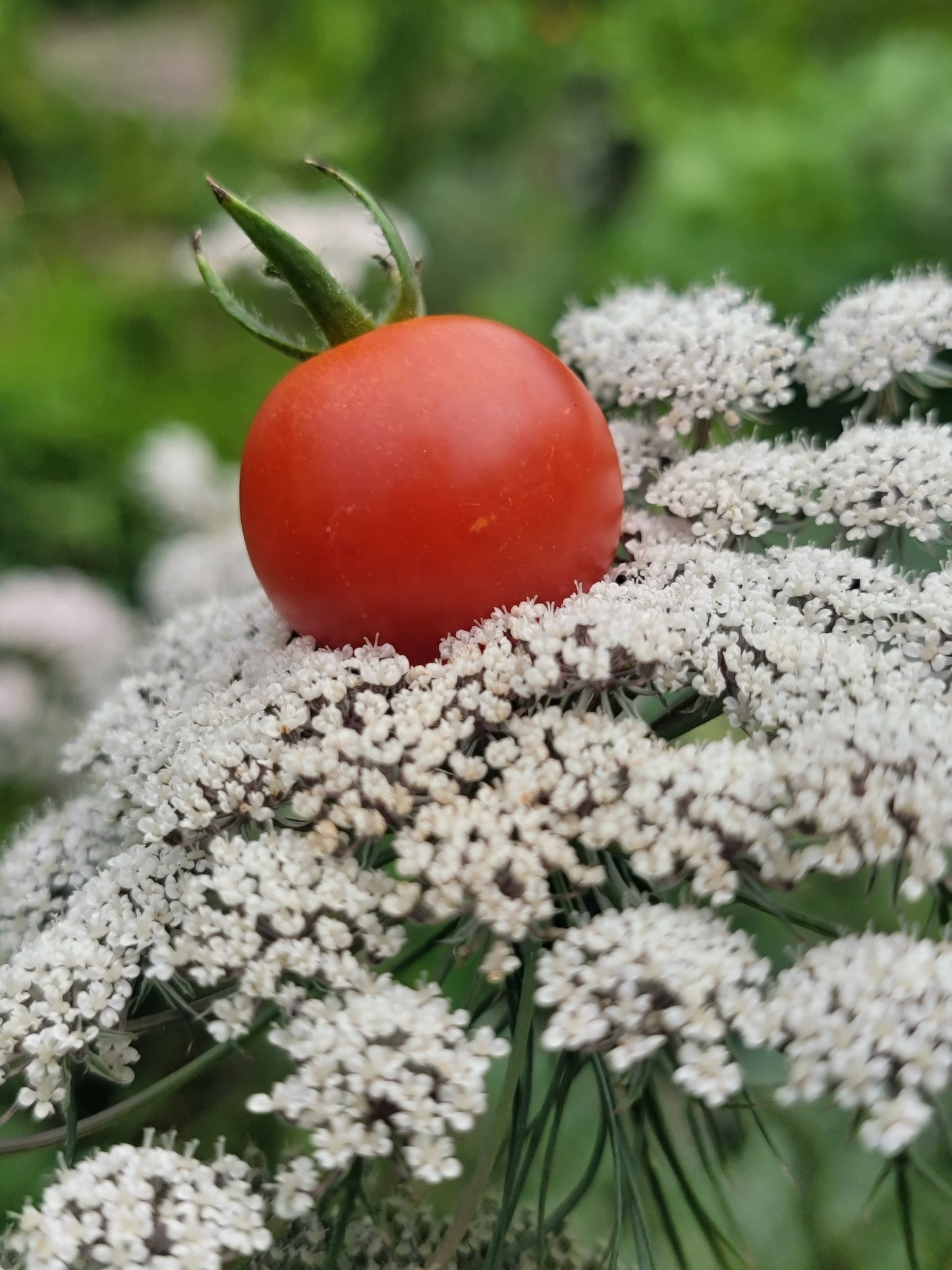 Super Sweet 100 Tomato Seeds.